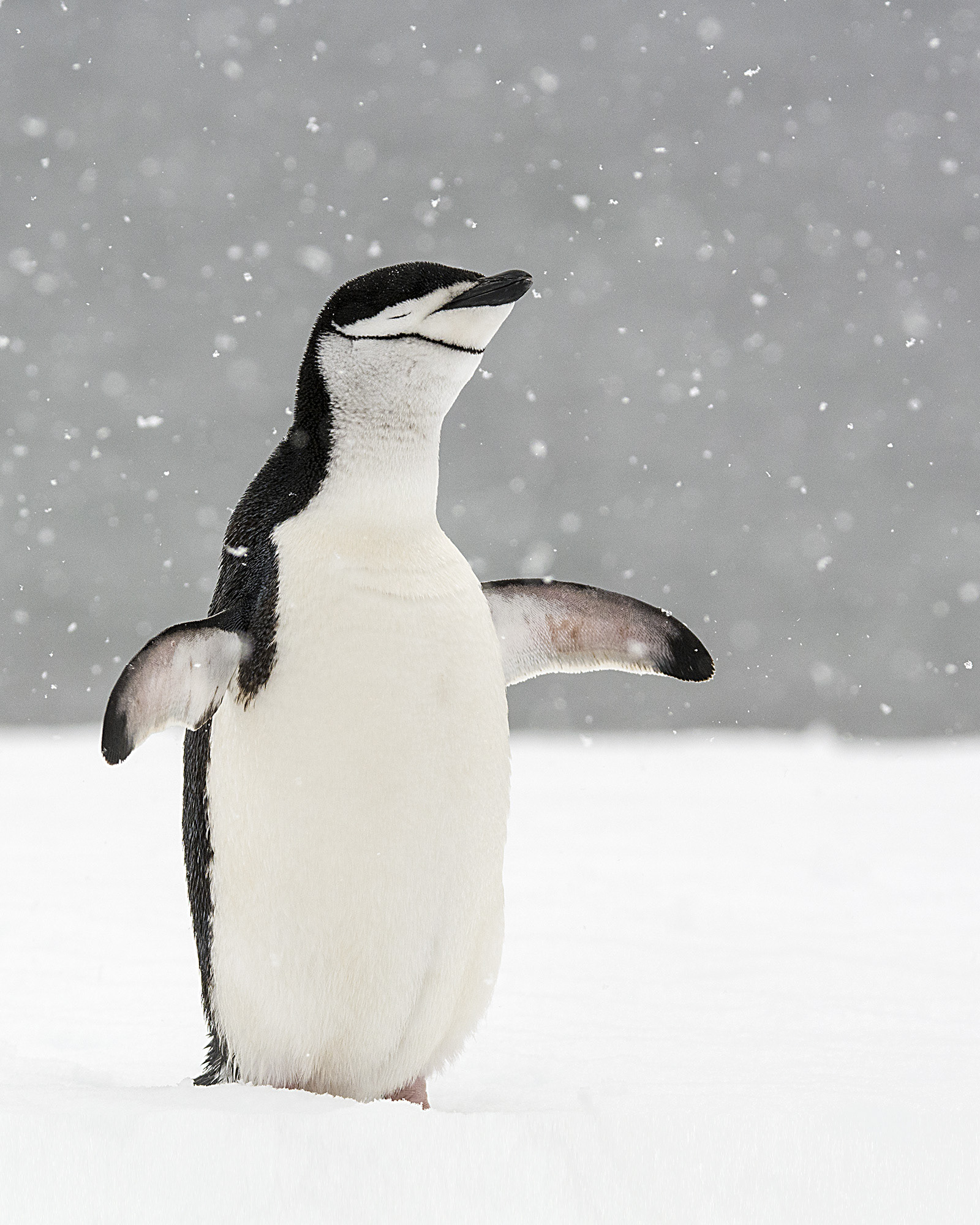 Chinstrap Penguin, Antarctica