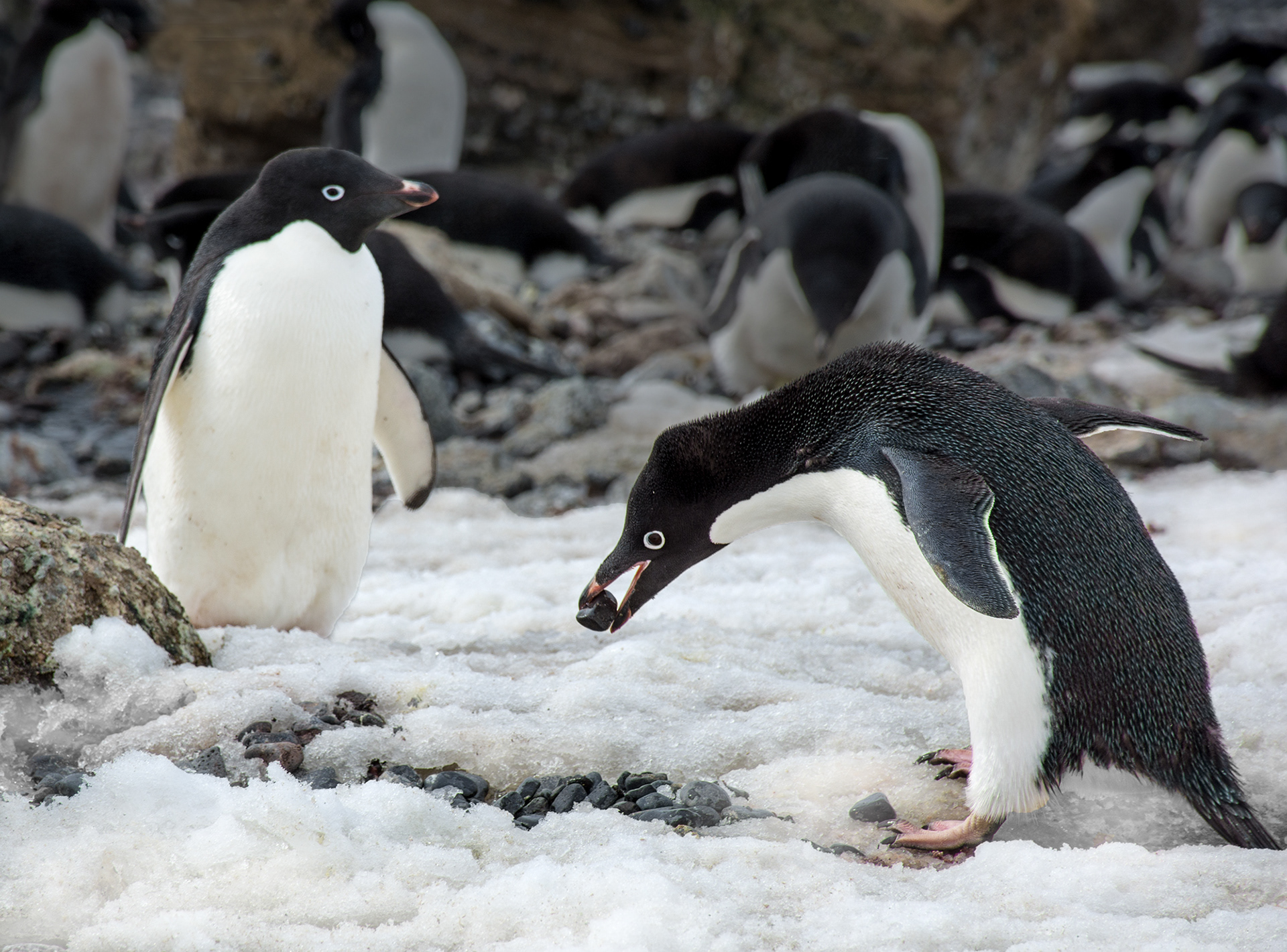Adelie Penguin, Antarctic Peninsula
