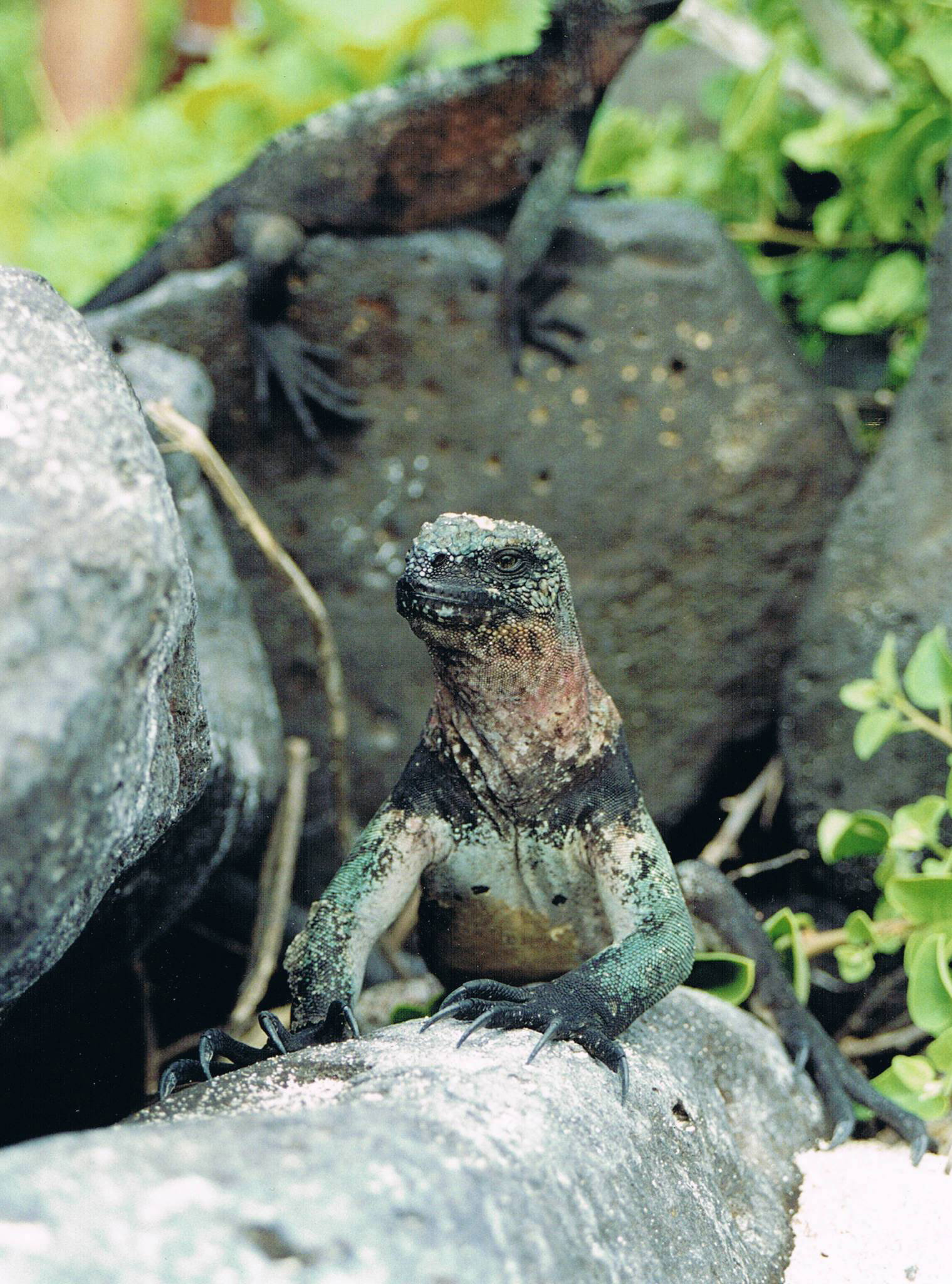 Marine Iguana, Galapagos Islands