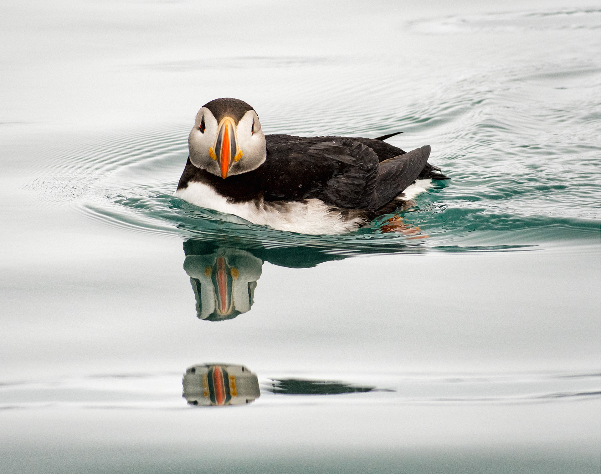 Atlantic Puffin, Svalbard Norway
