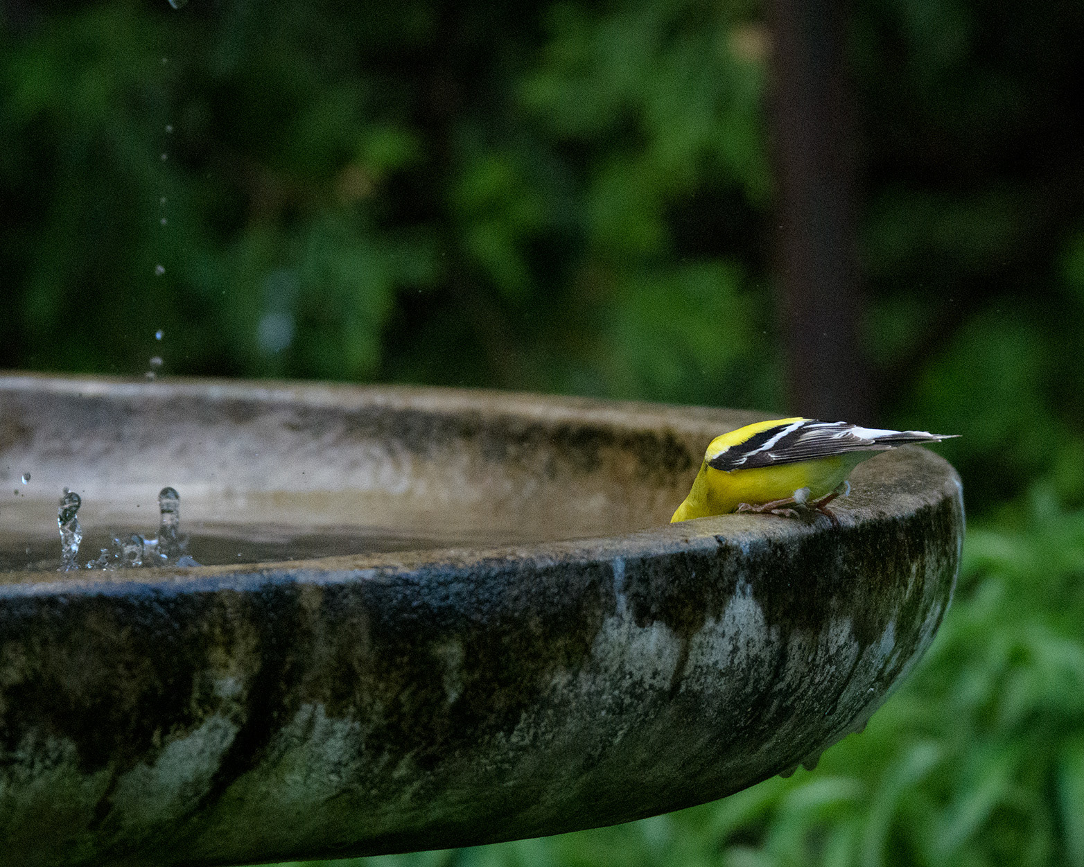 American Goldfinch taking a sip
