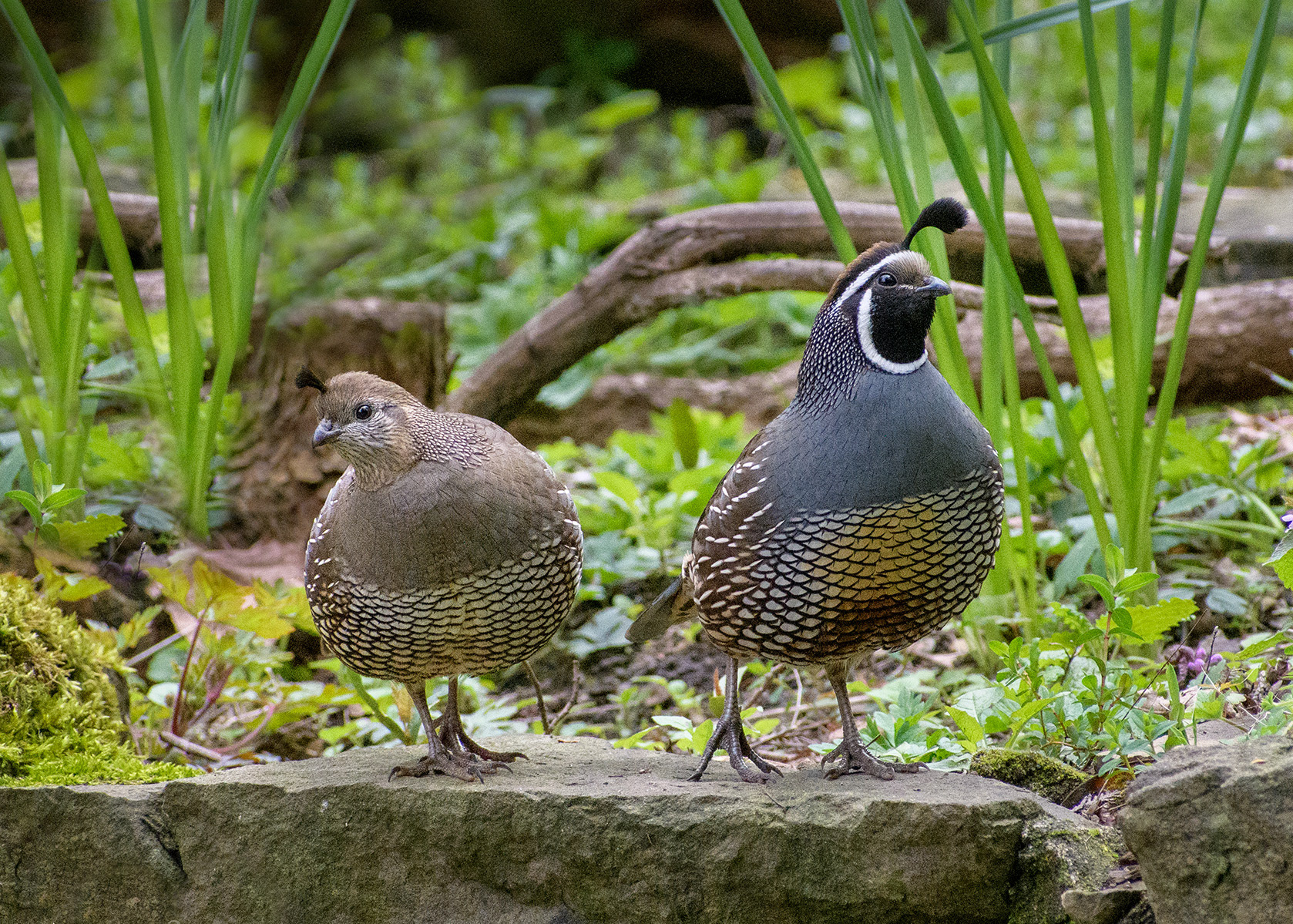 A pair of California Quail in the garden