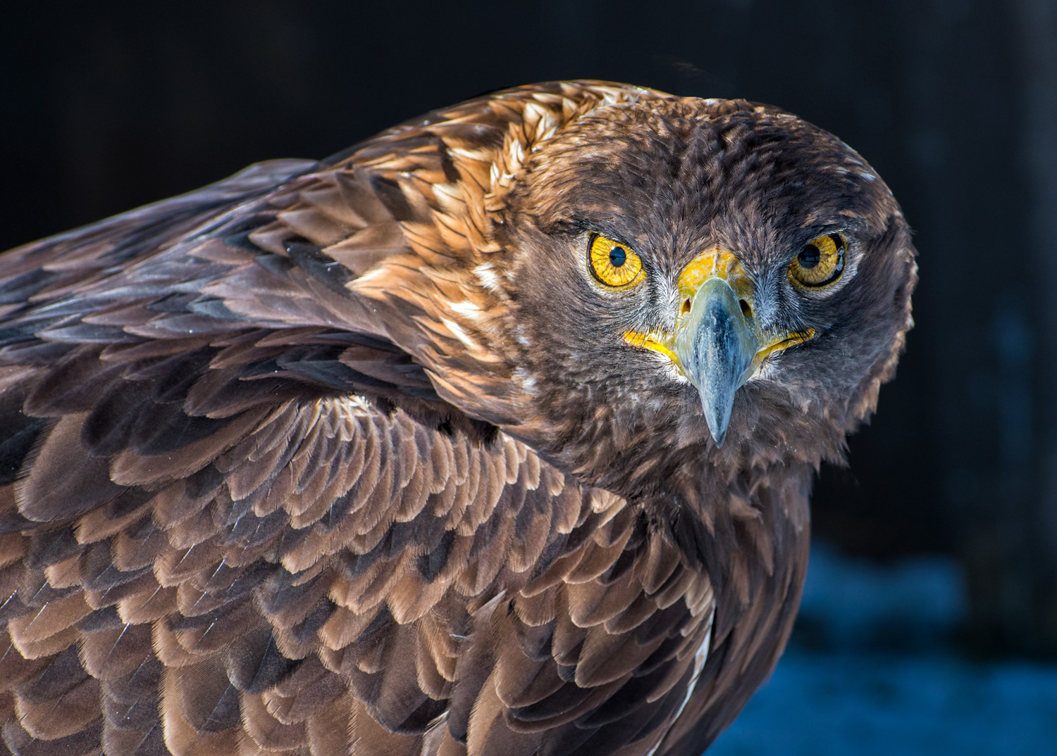 Golden Eagle