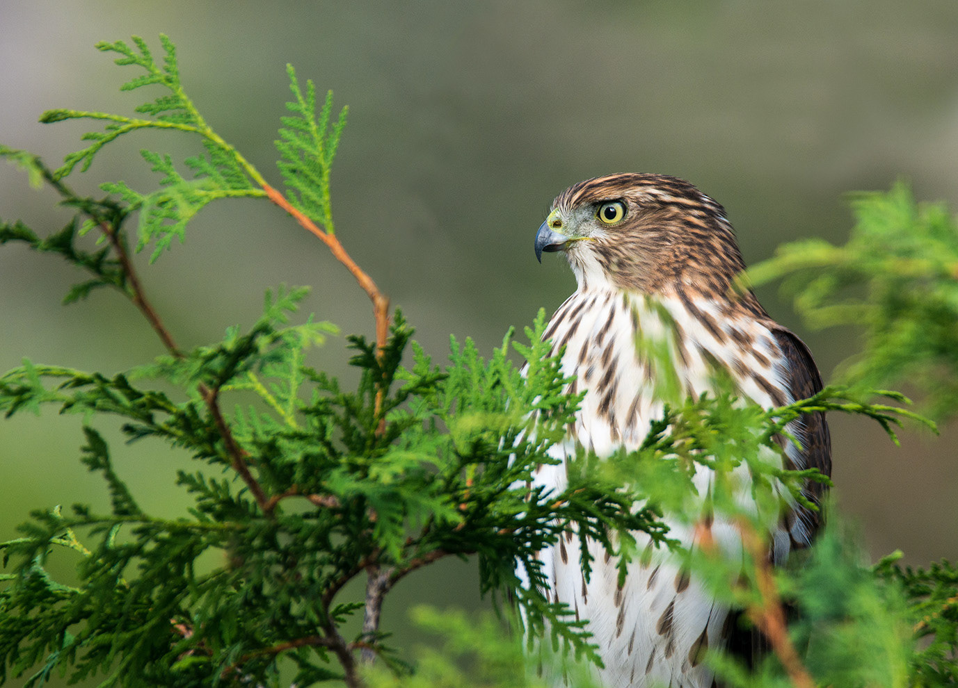 Cooper's Hawk