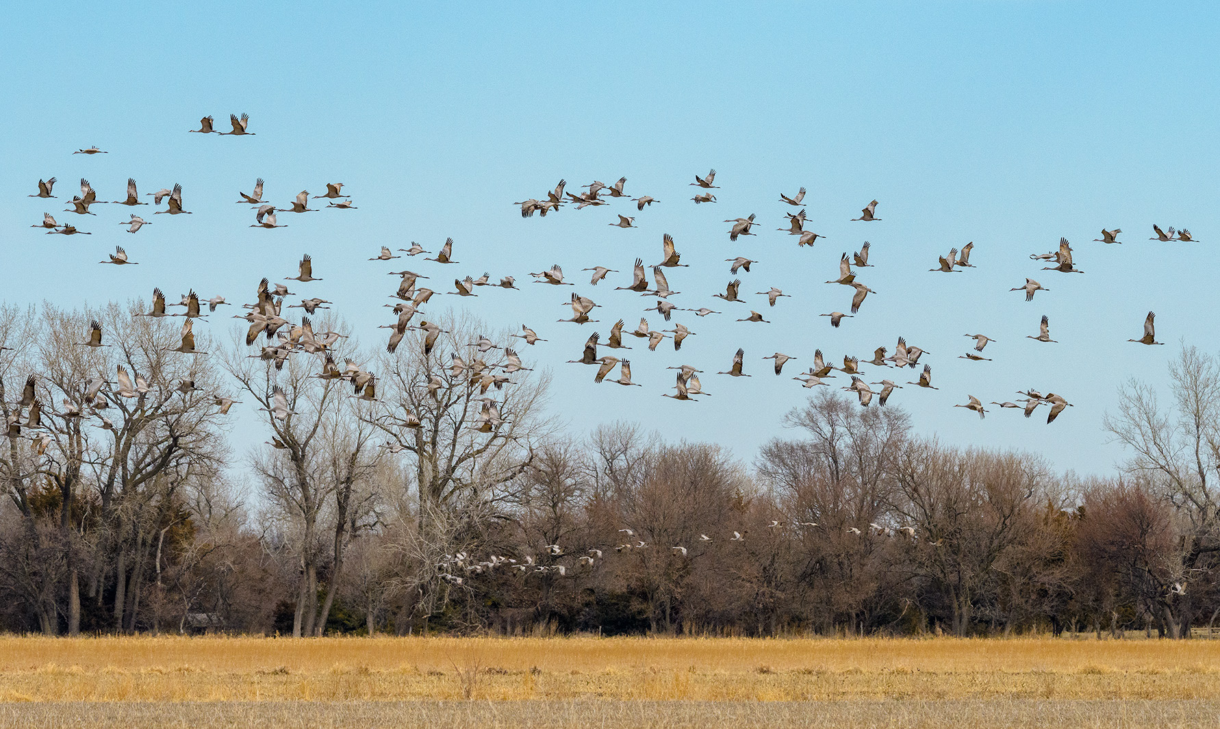 Migrating Sandhill Cranes - Nebraska