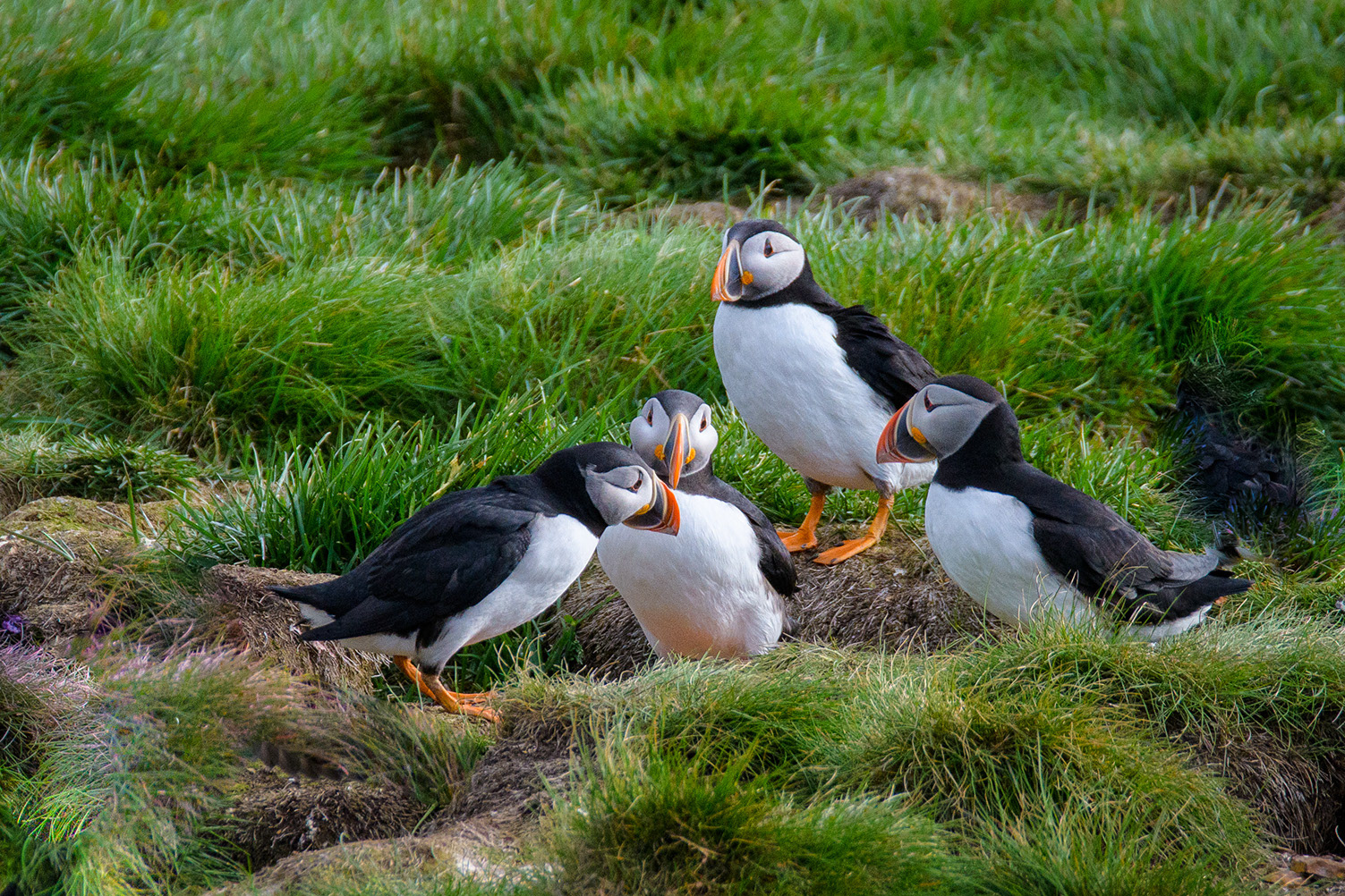 Puffin Gathering - Witless Bay Ecological Reserve, Newfoundland