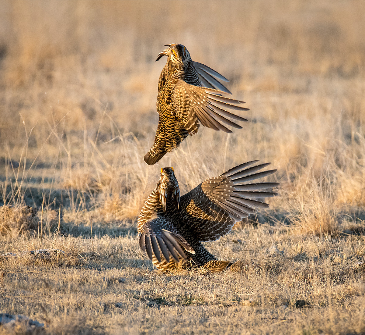 Prairie Chickens sparring on the lek - Nebraska
