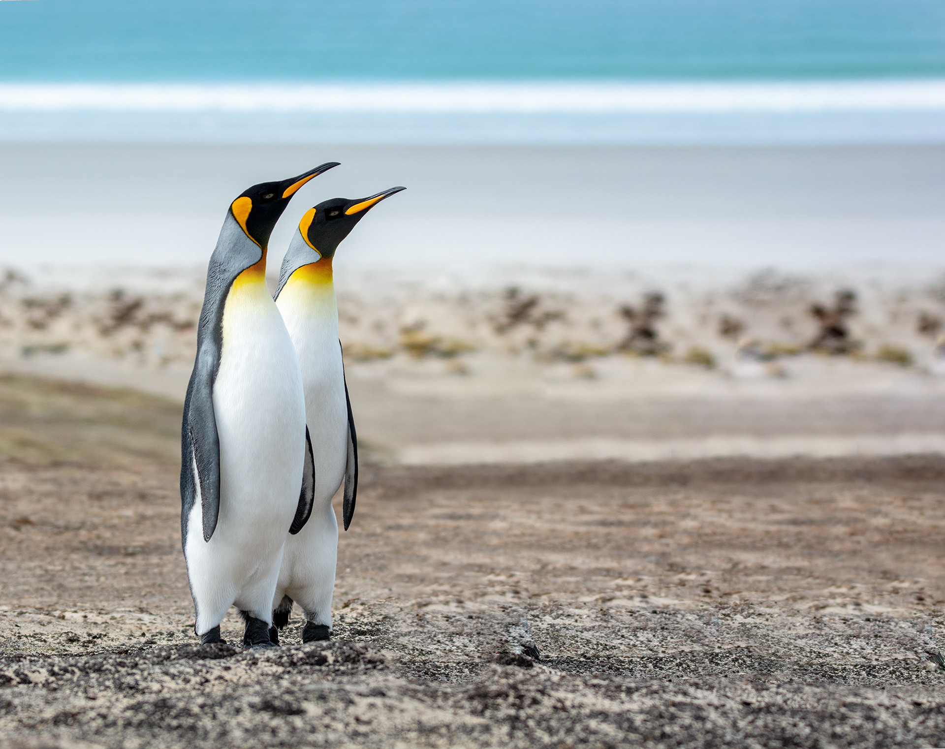 King Penguins, Falklands Islands