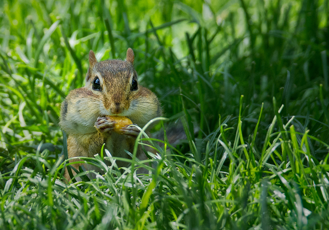 Chipmunk