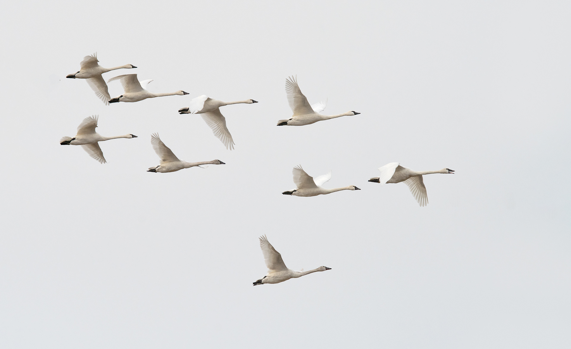 Tundra Swans Durng Northern Migration