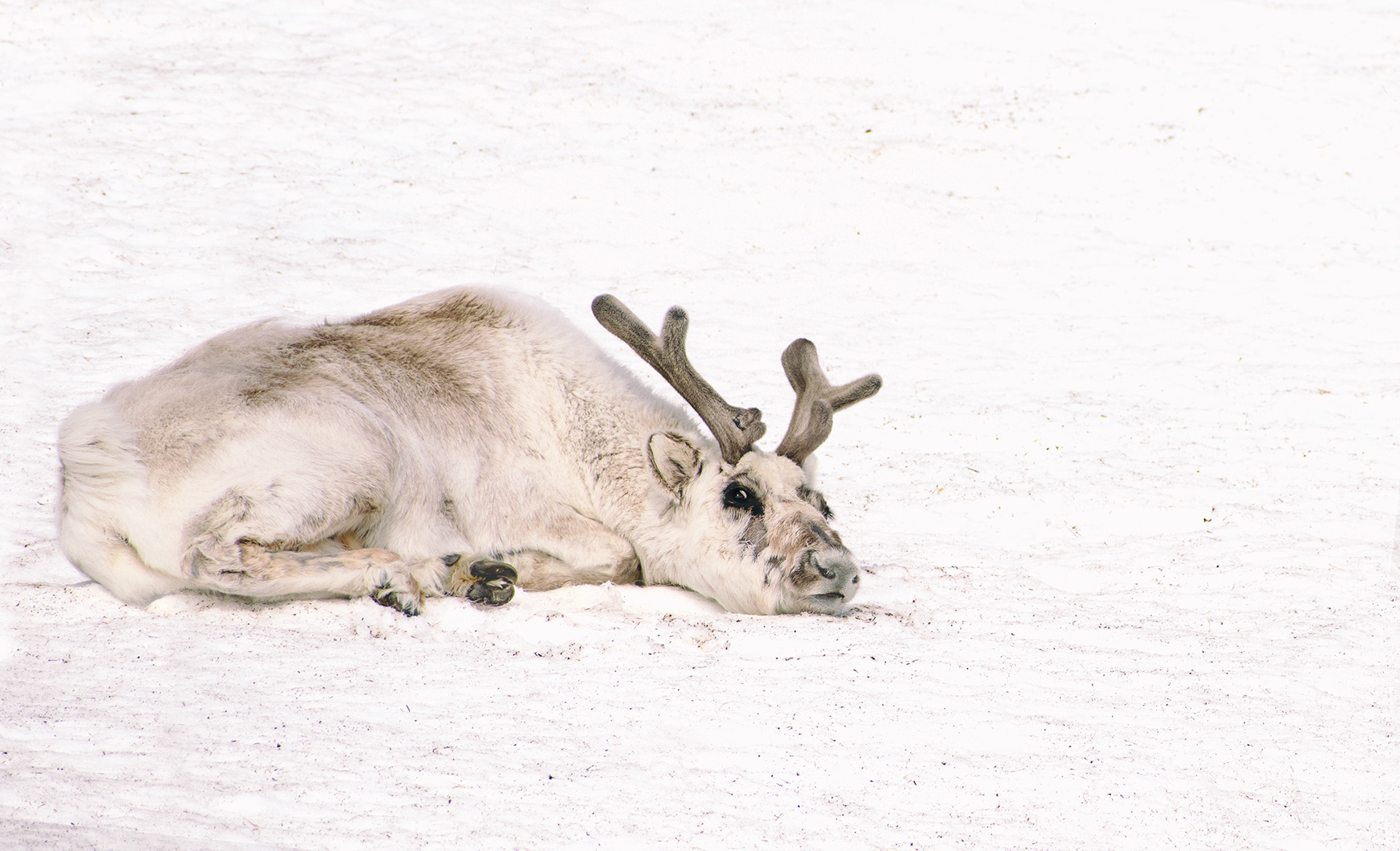Reindeer - Svalbard, Norway