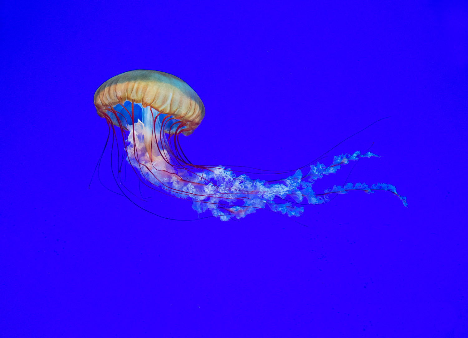 Jelly Fish