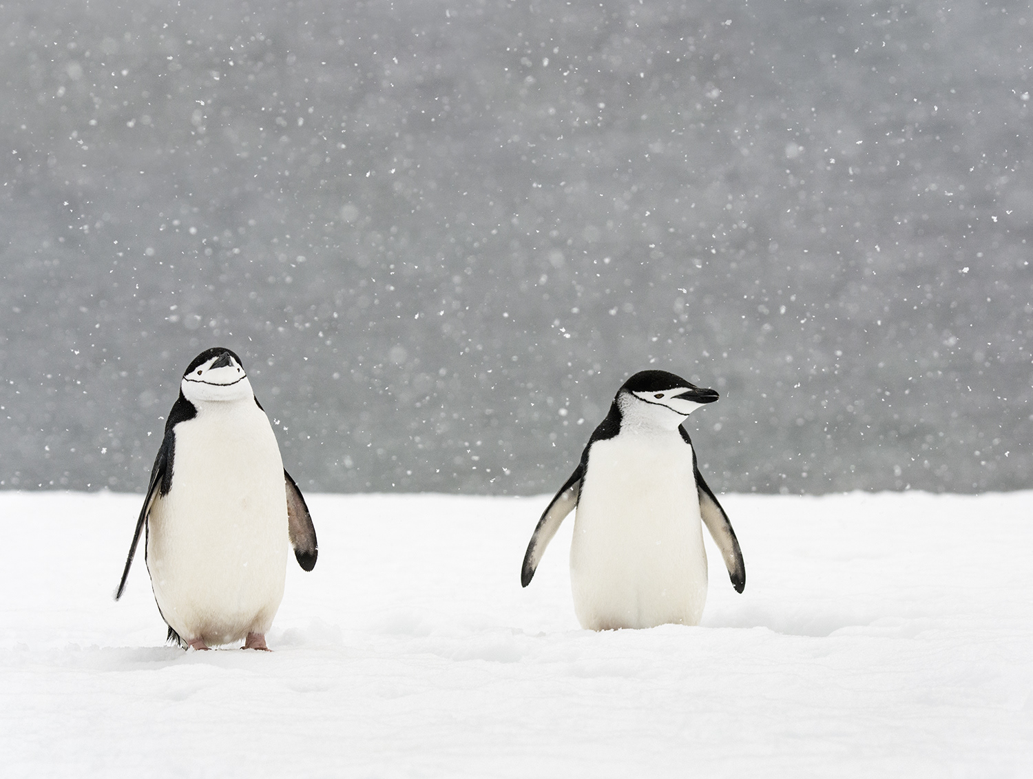 Chinstrap penguins, Antarctica