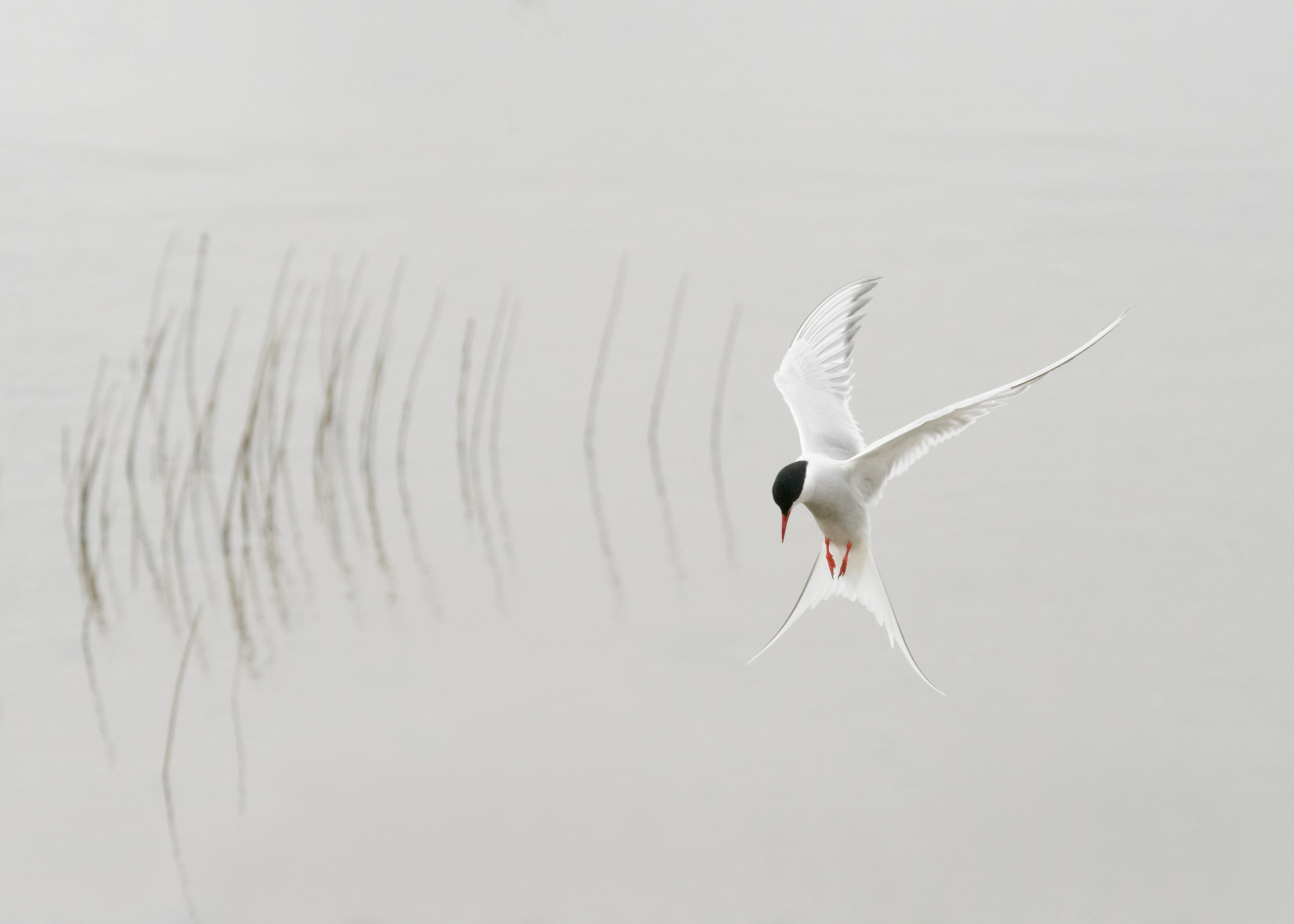 Arctic Tern Fishing - Iceland