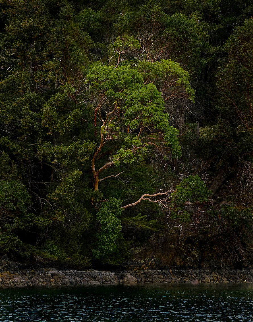 Arbutus Tree