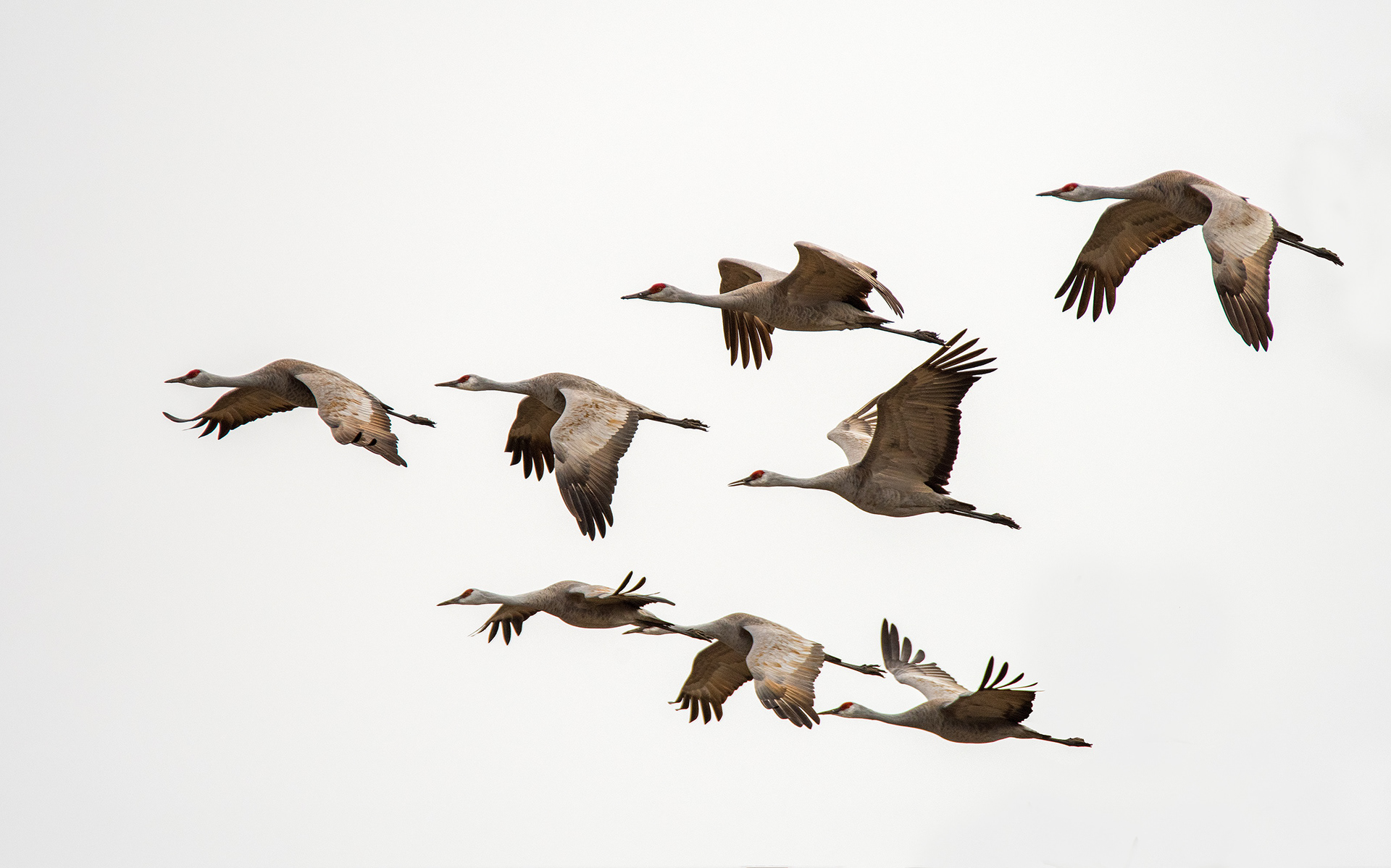 Sandhill Cranes - Nebraska