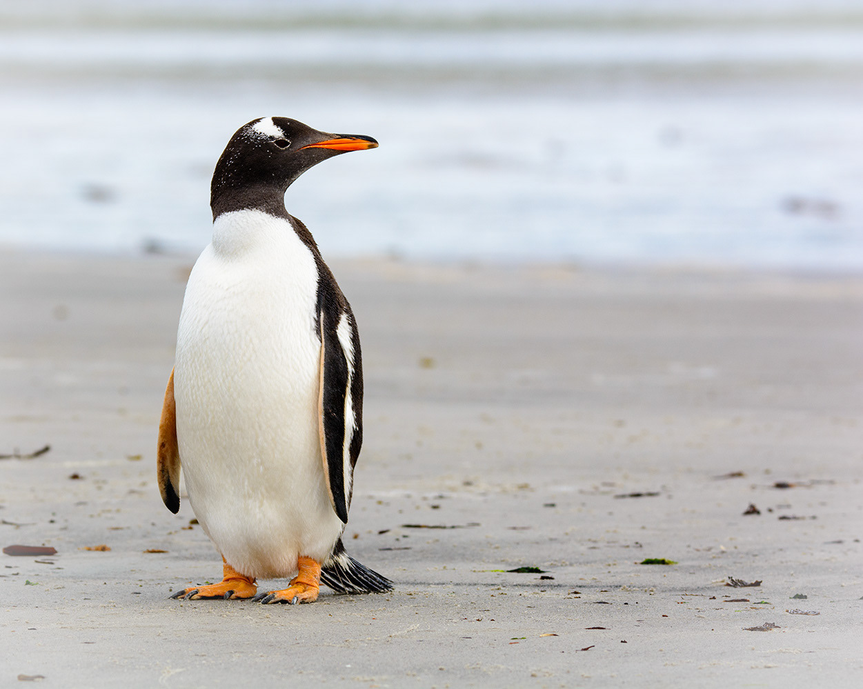 Gentoo penguin, Falkland Islands