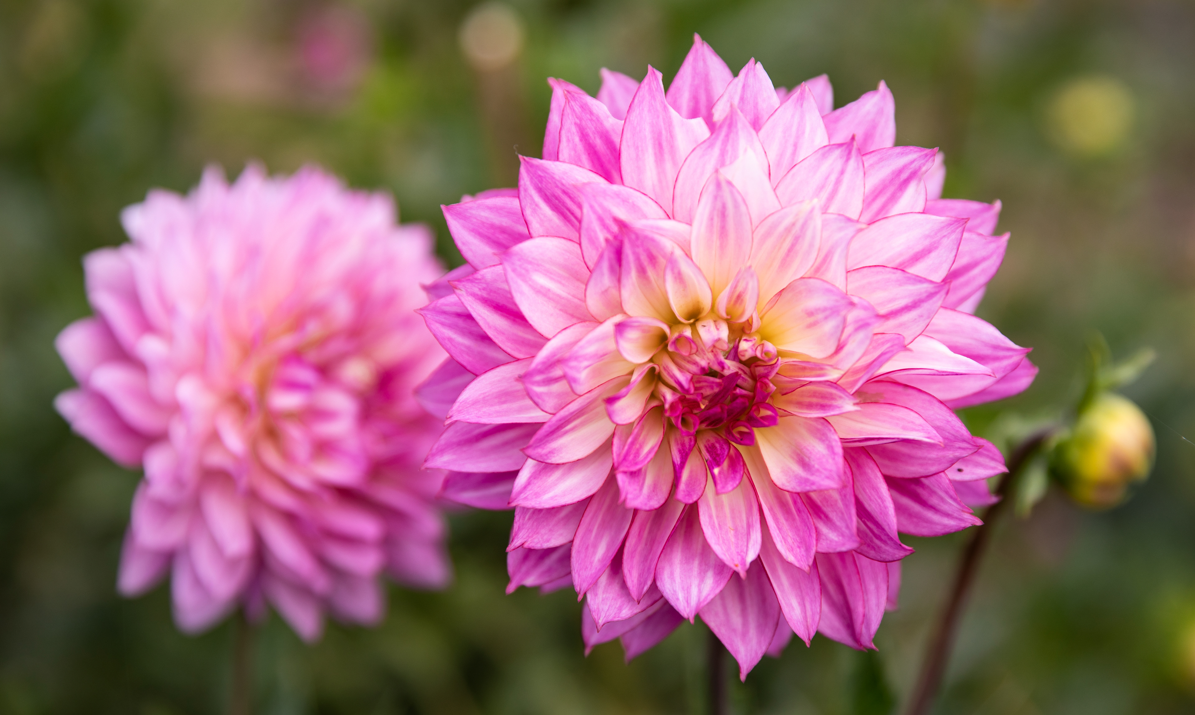 Pink Dahlias