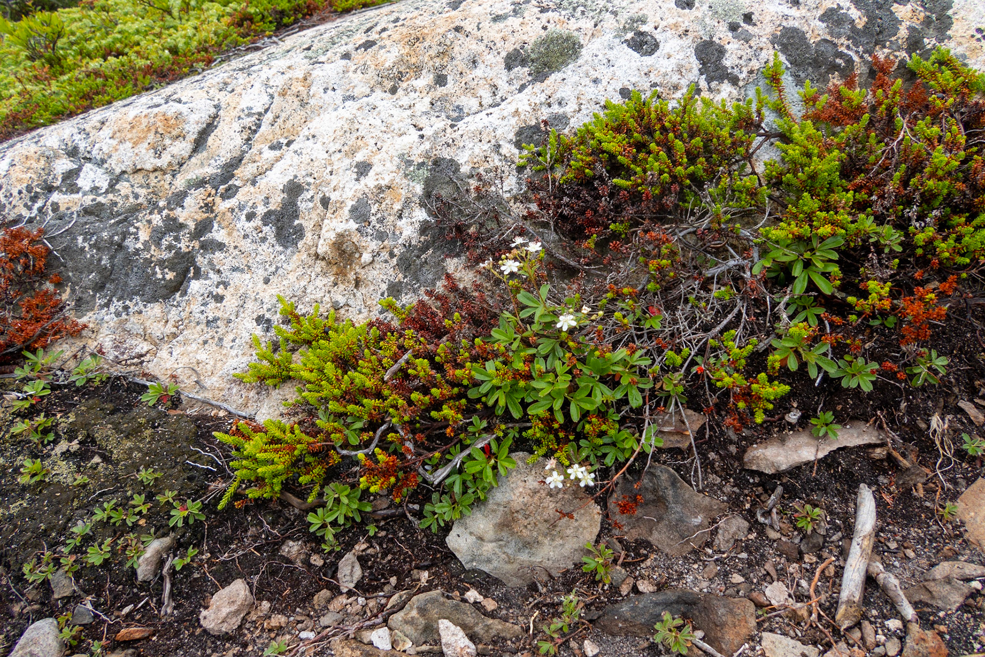 Schoodic Raven's Nest Trail