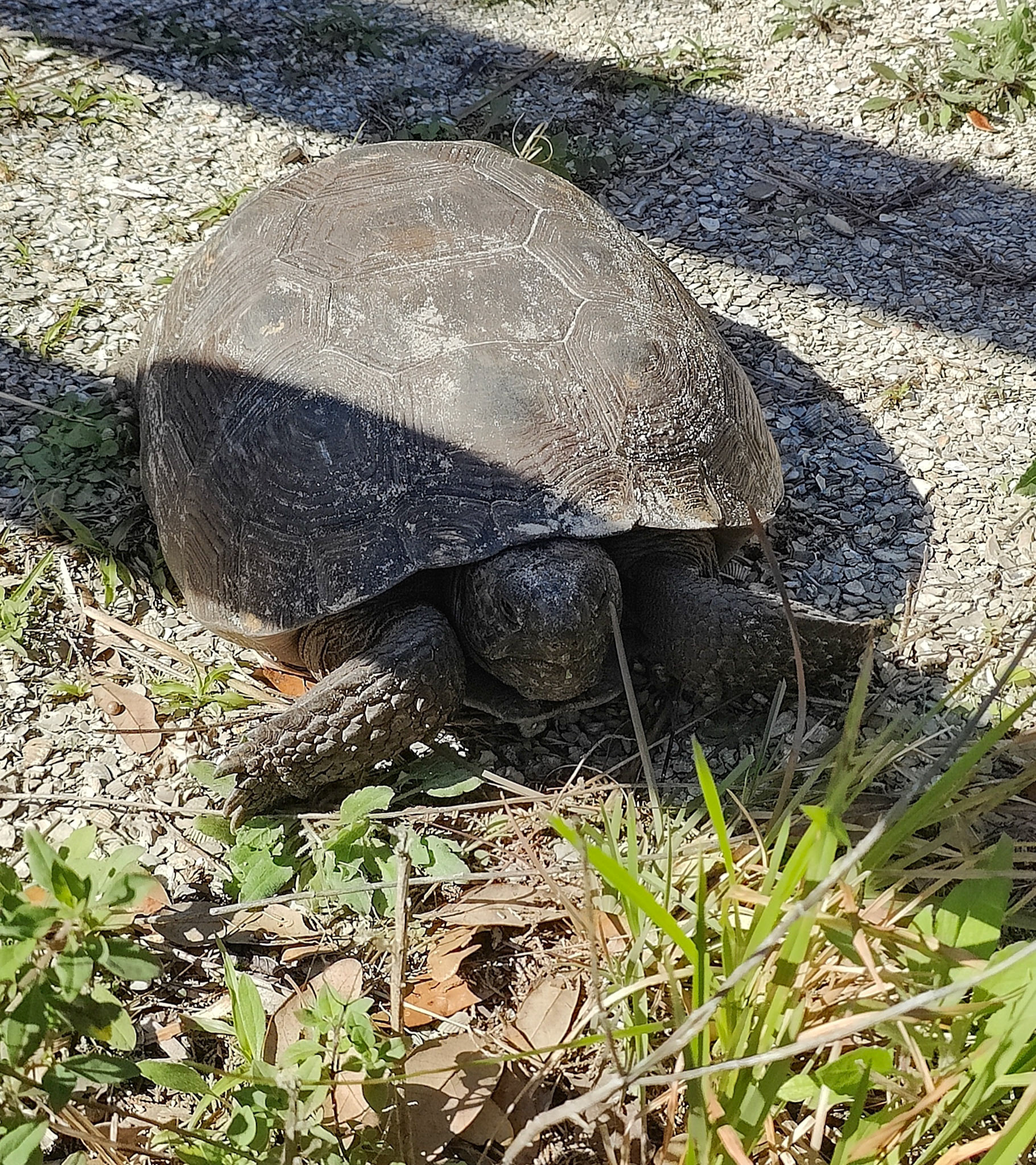 Gopher Tortoise