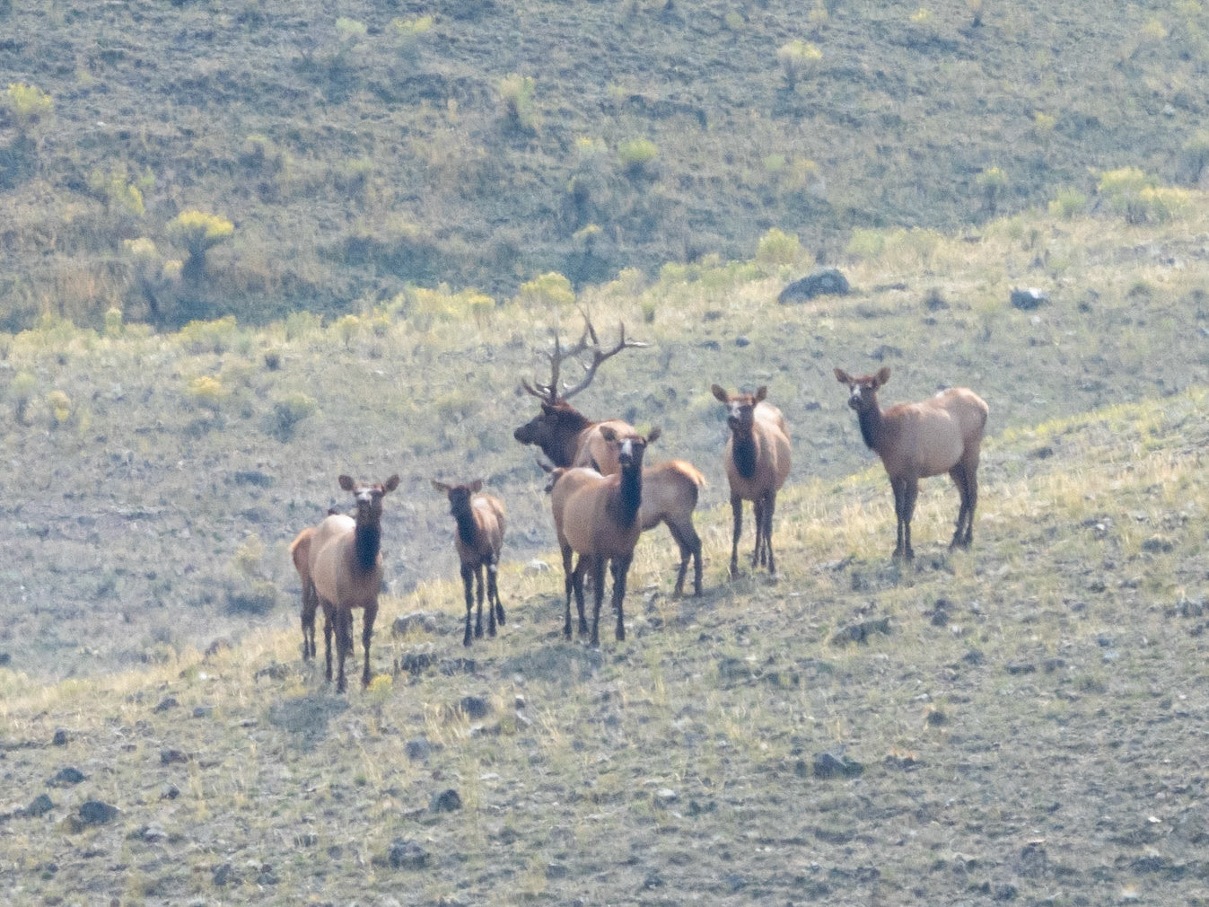 Elk