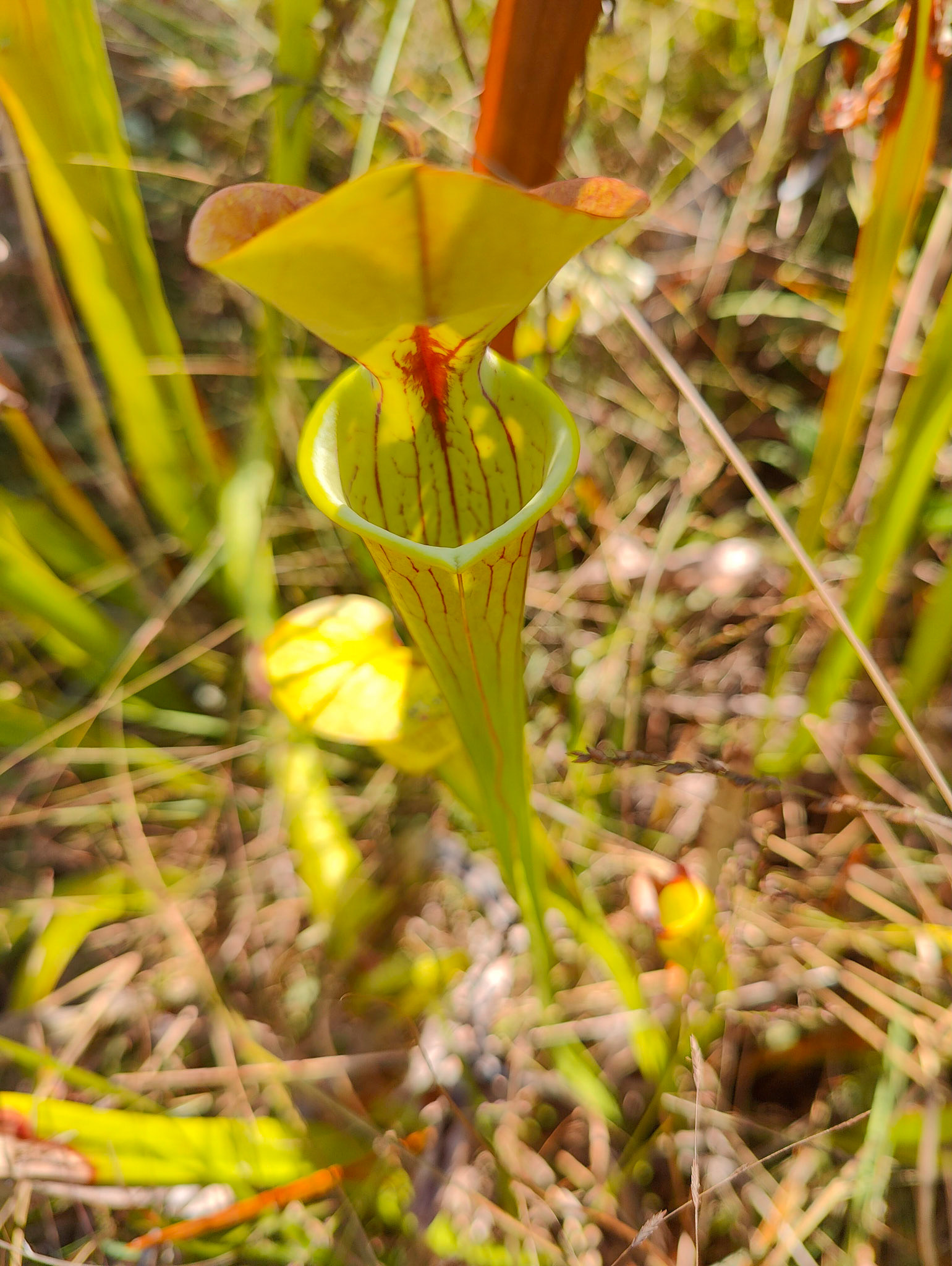 Pitcher Plant