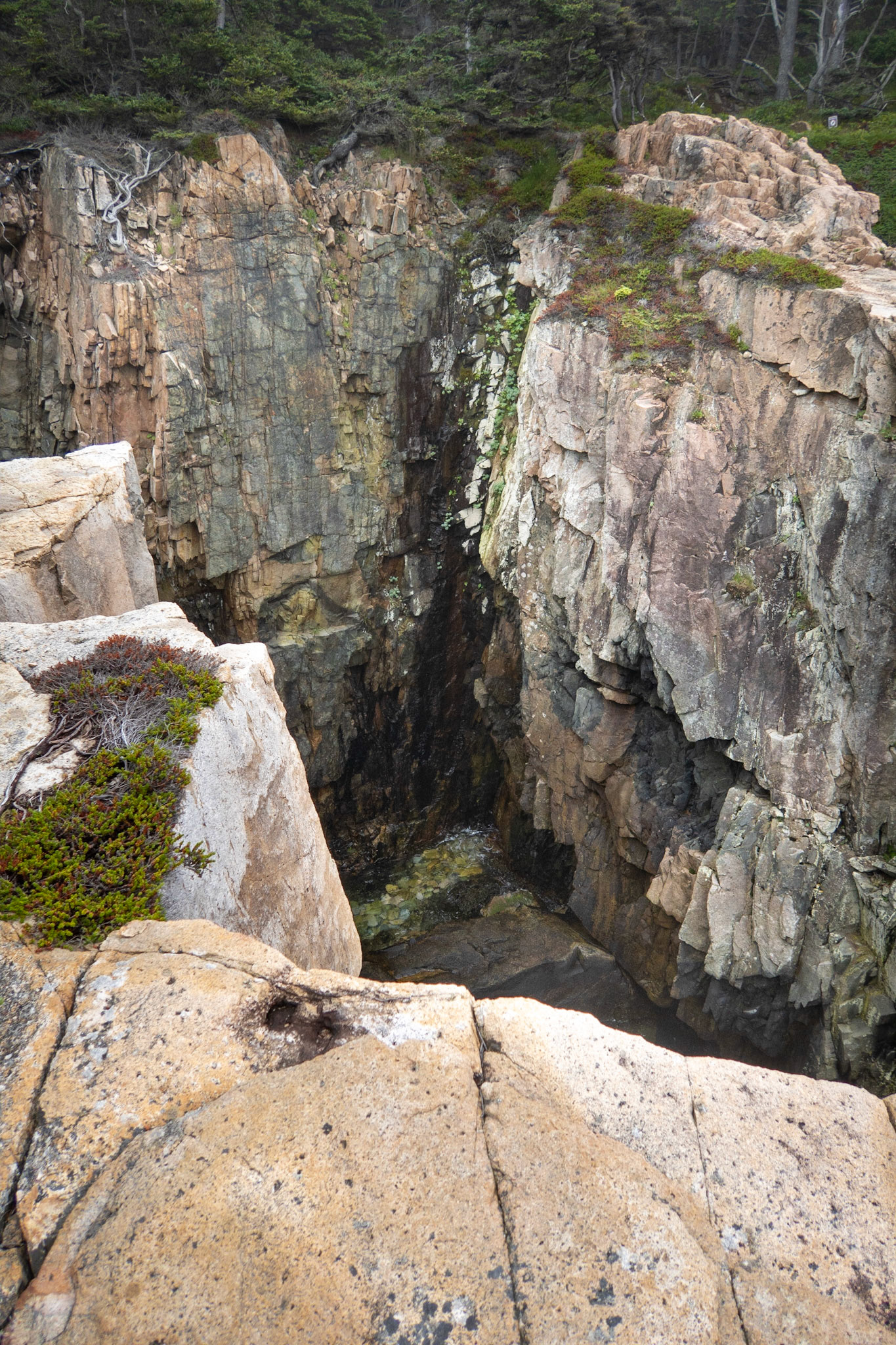 Schoodic  Raven's Nest Trail