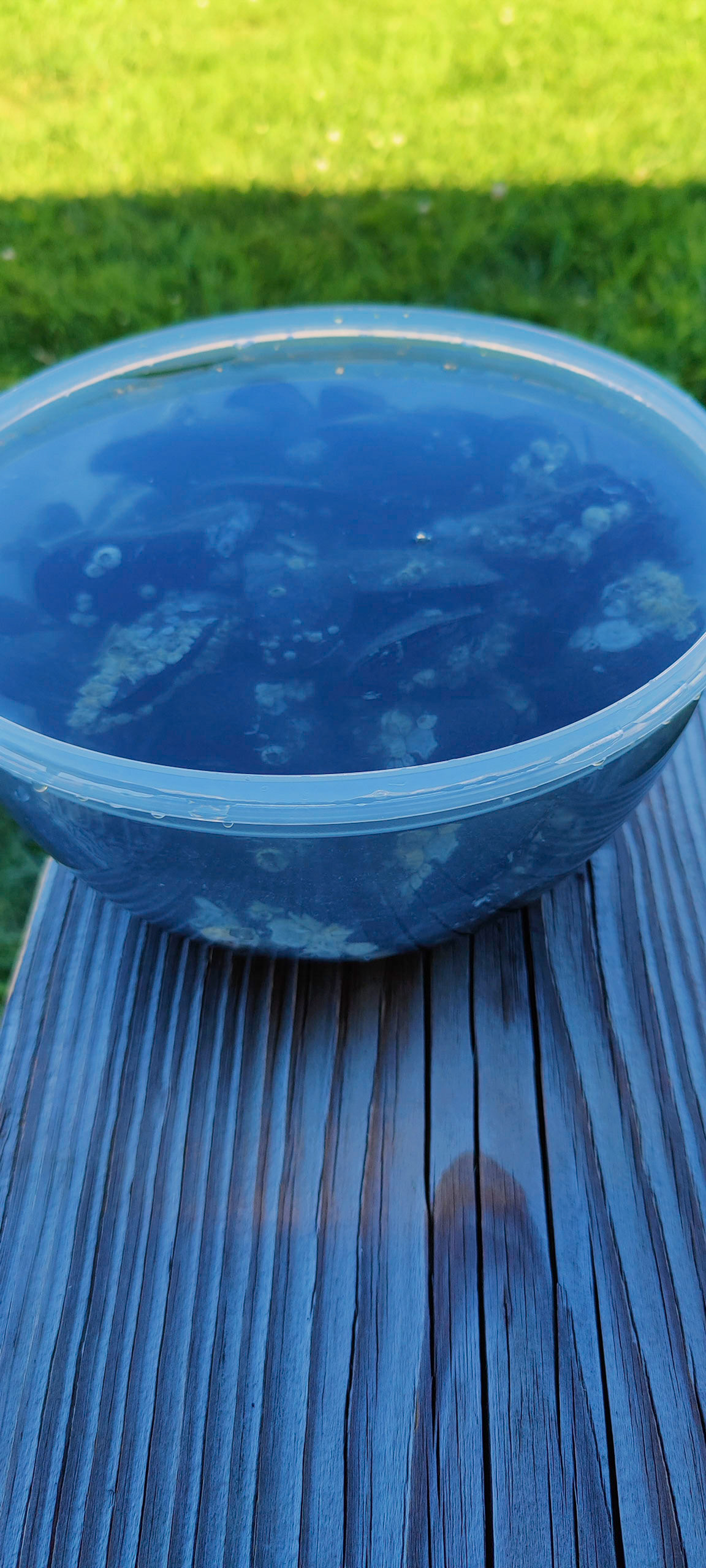 We pulled up some mussels from the shoreline for an appetizer