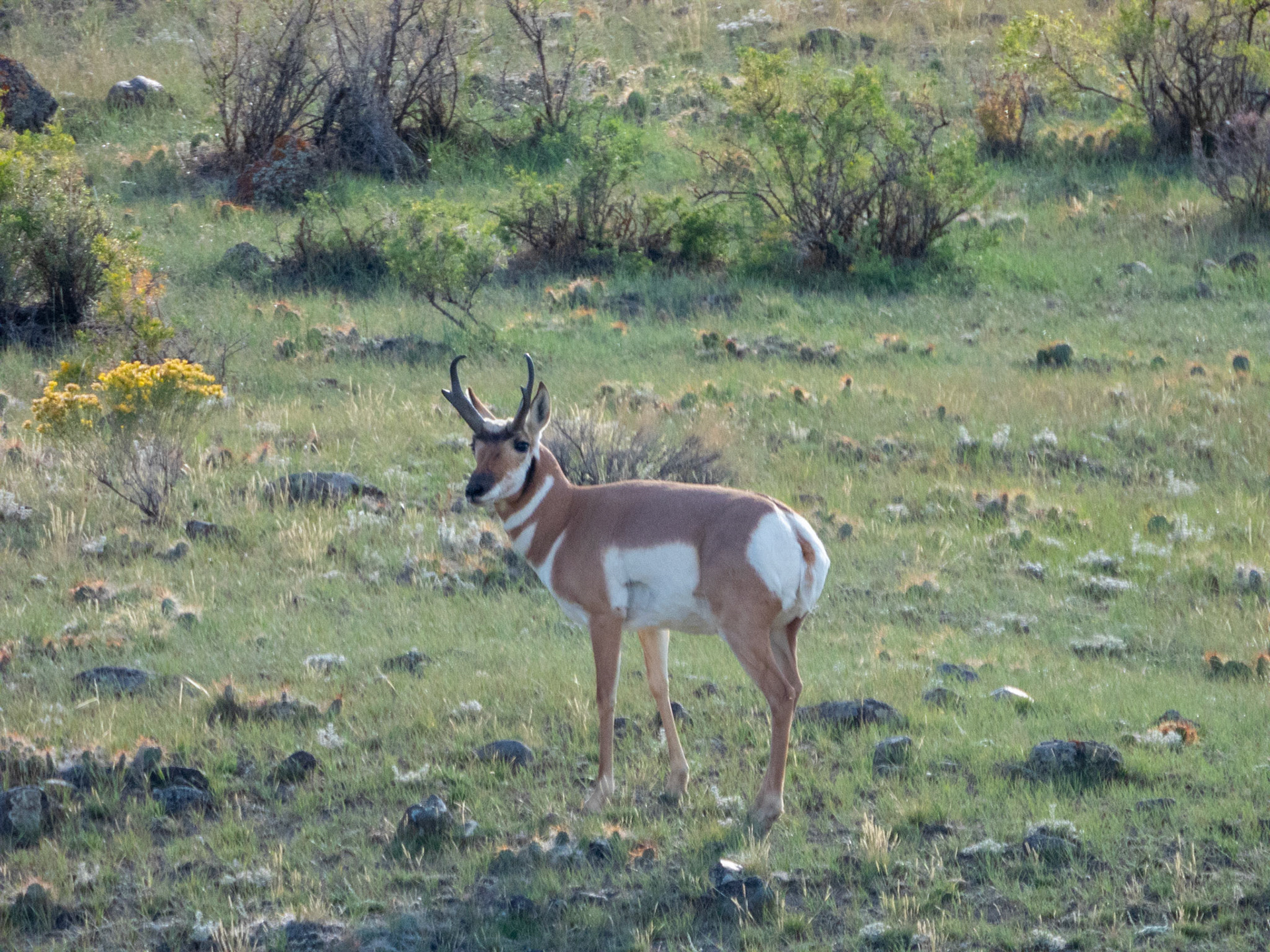 Pronghorn