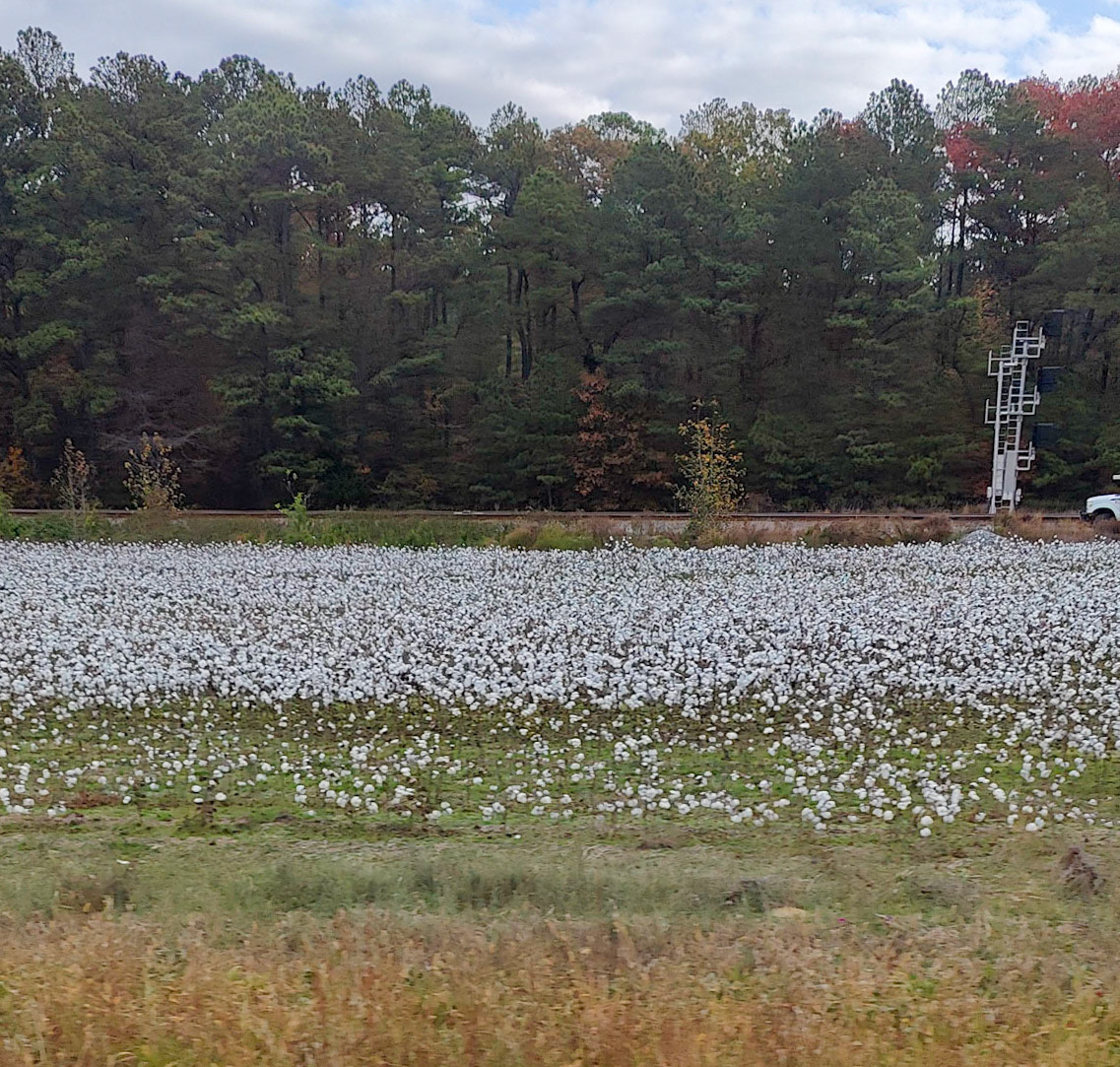 Cotton Field - Virginia
