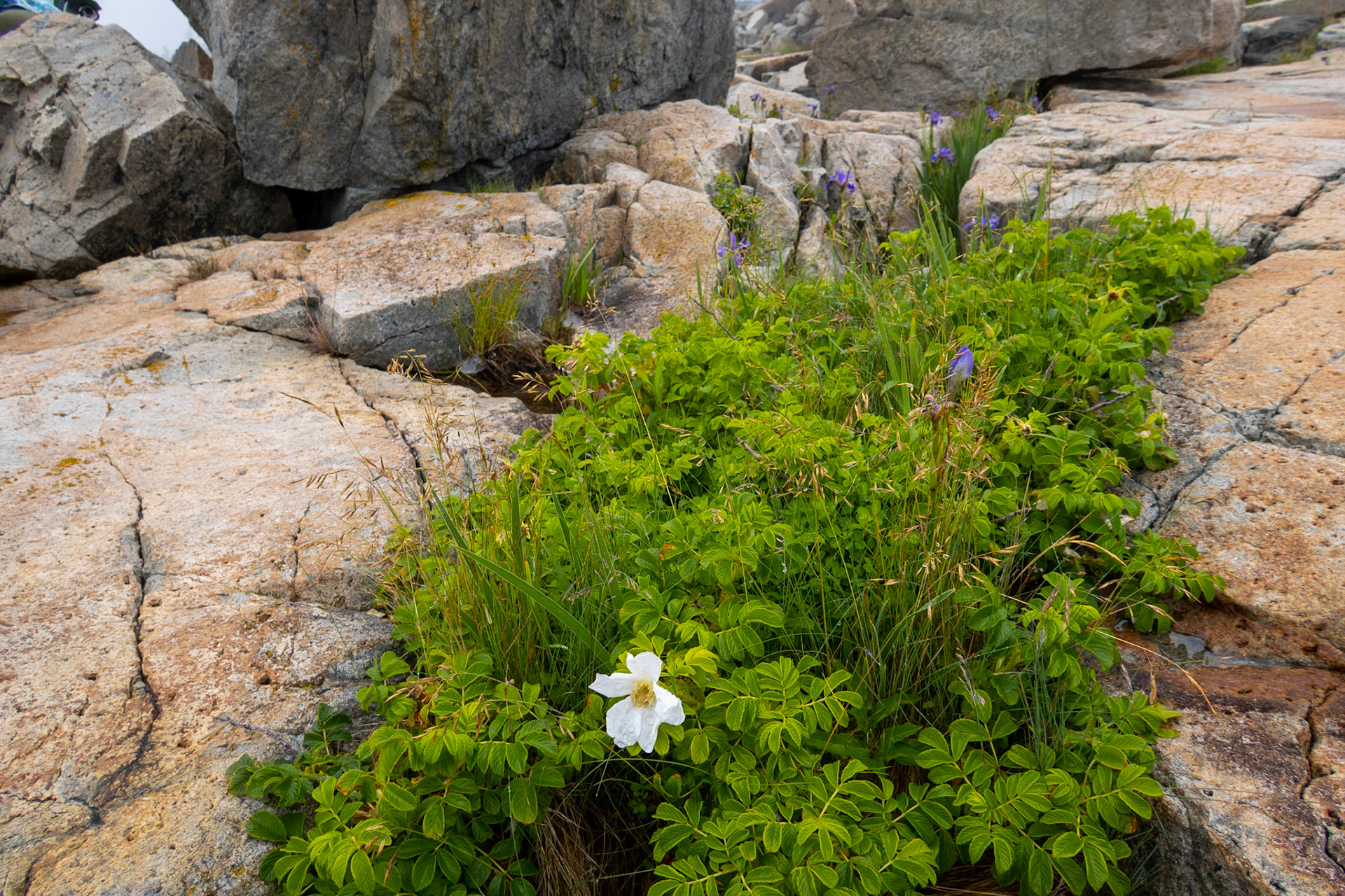 Schoodic Point, wild flowers 