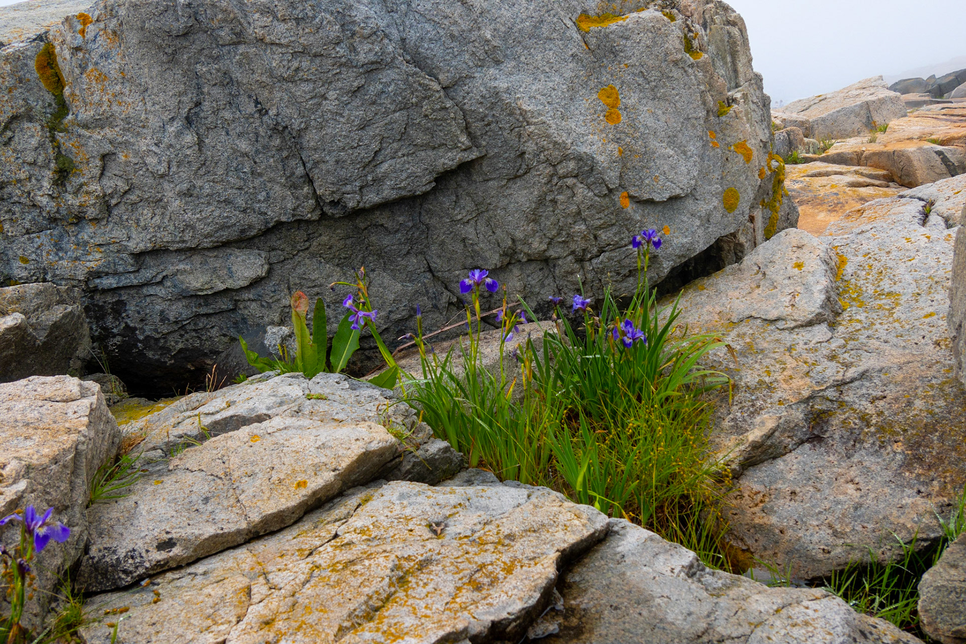 Schoodic Point, wild flowers 