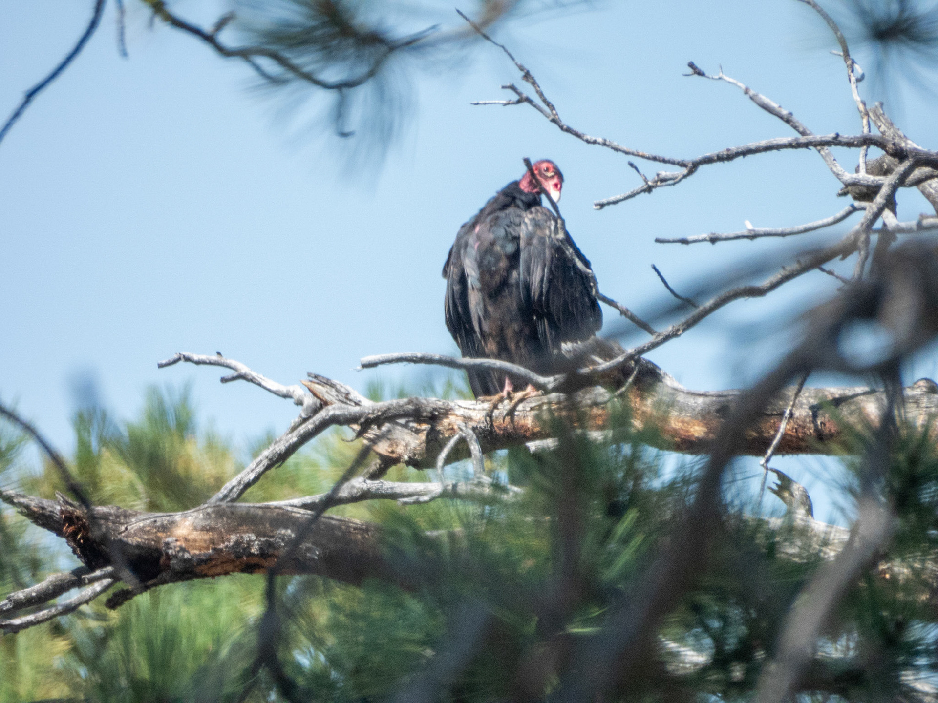 Turkey Vulture