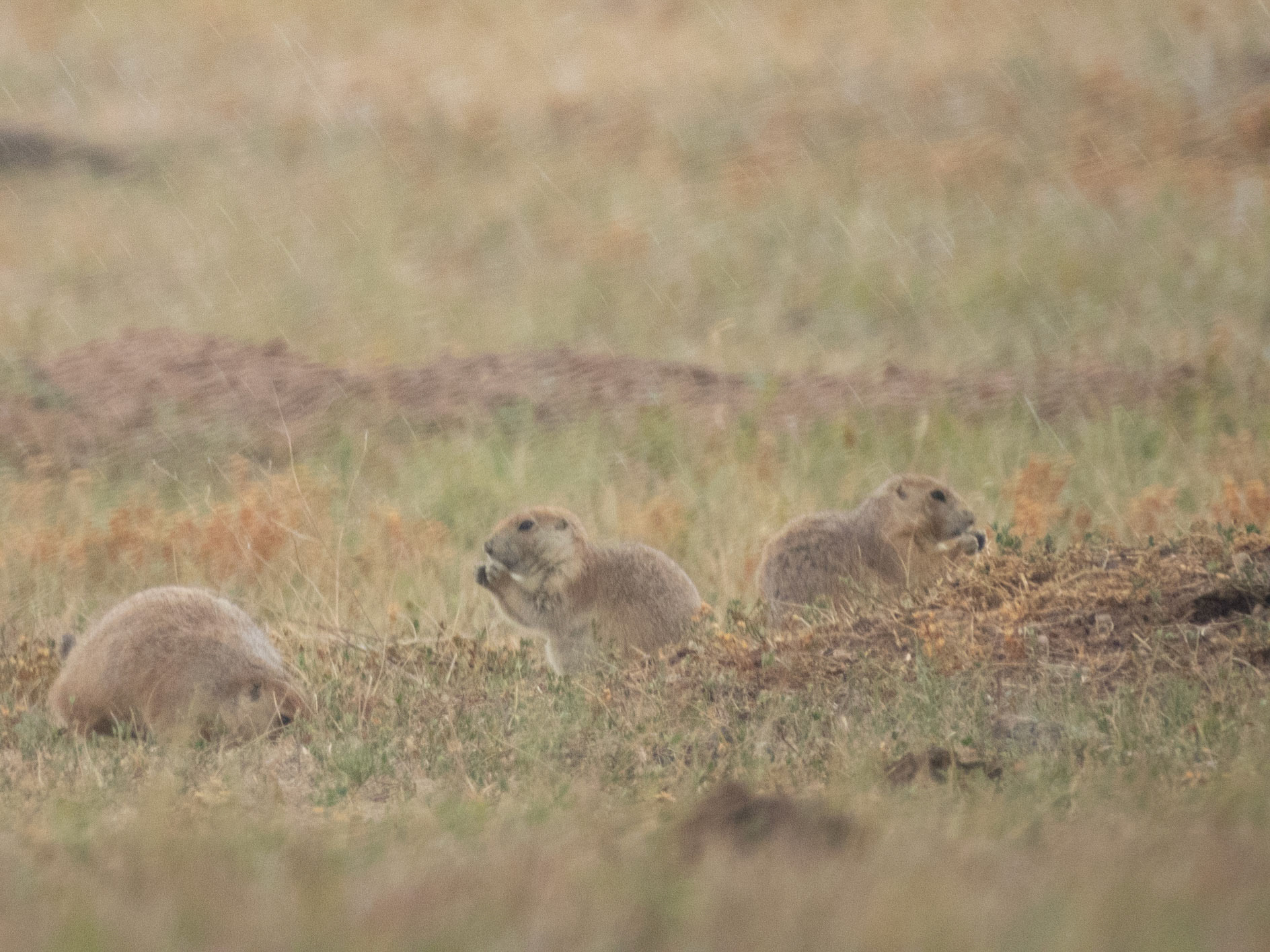 Prairie Dogs