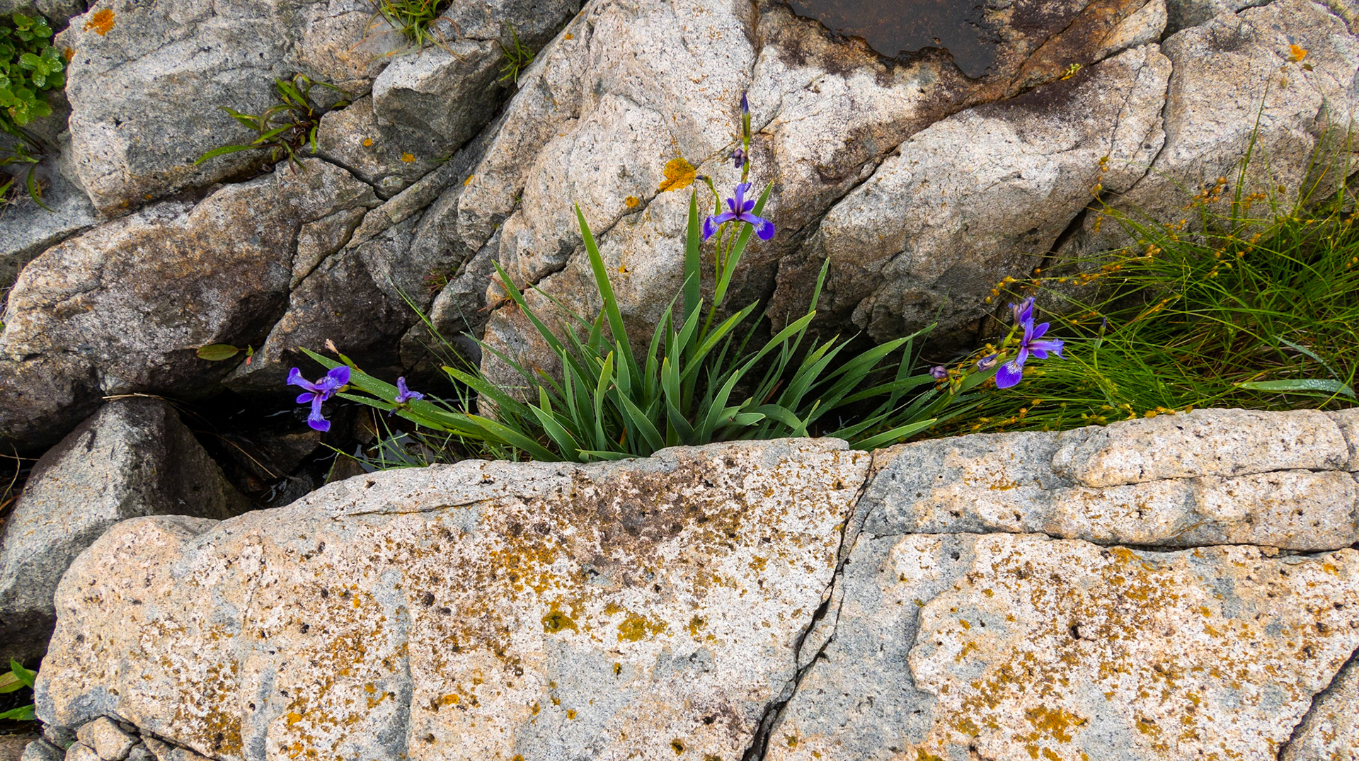 Schoodic Point, wild flowers 