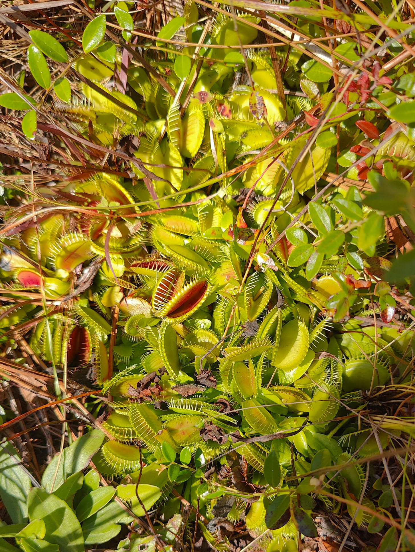 Venus Fly Trap