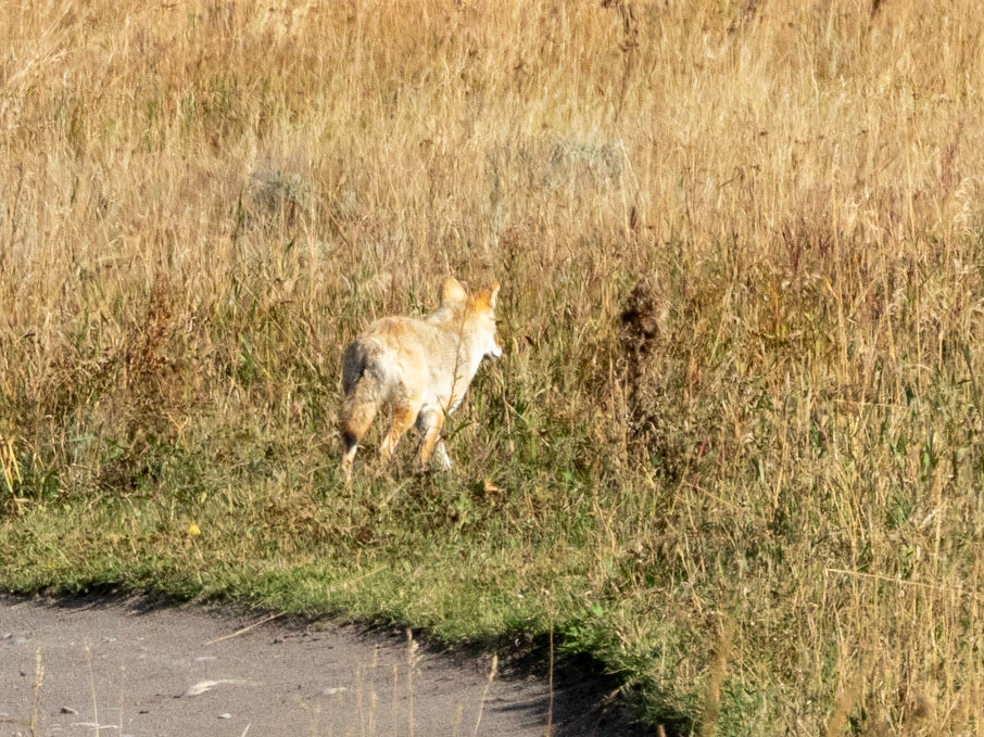 Coyote