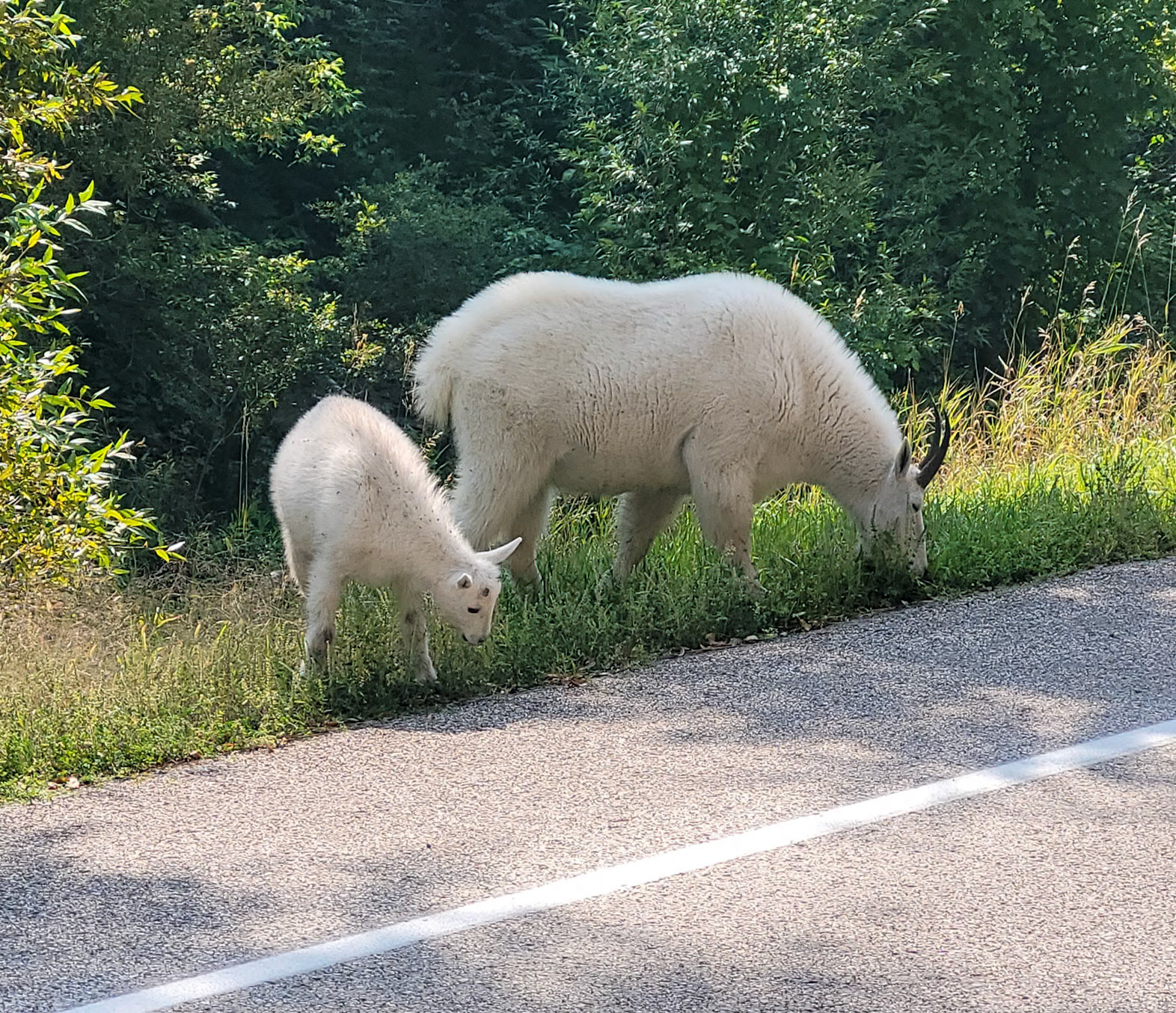 Mountain Goats