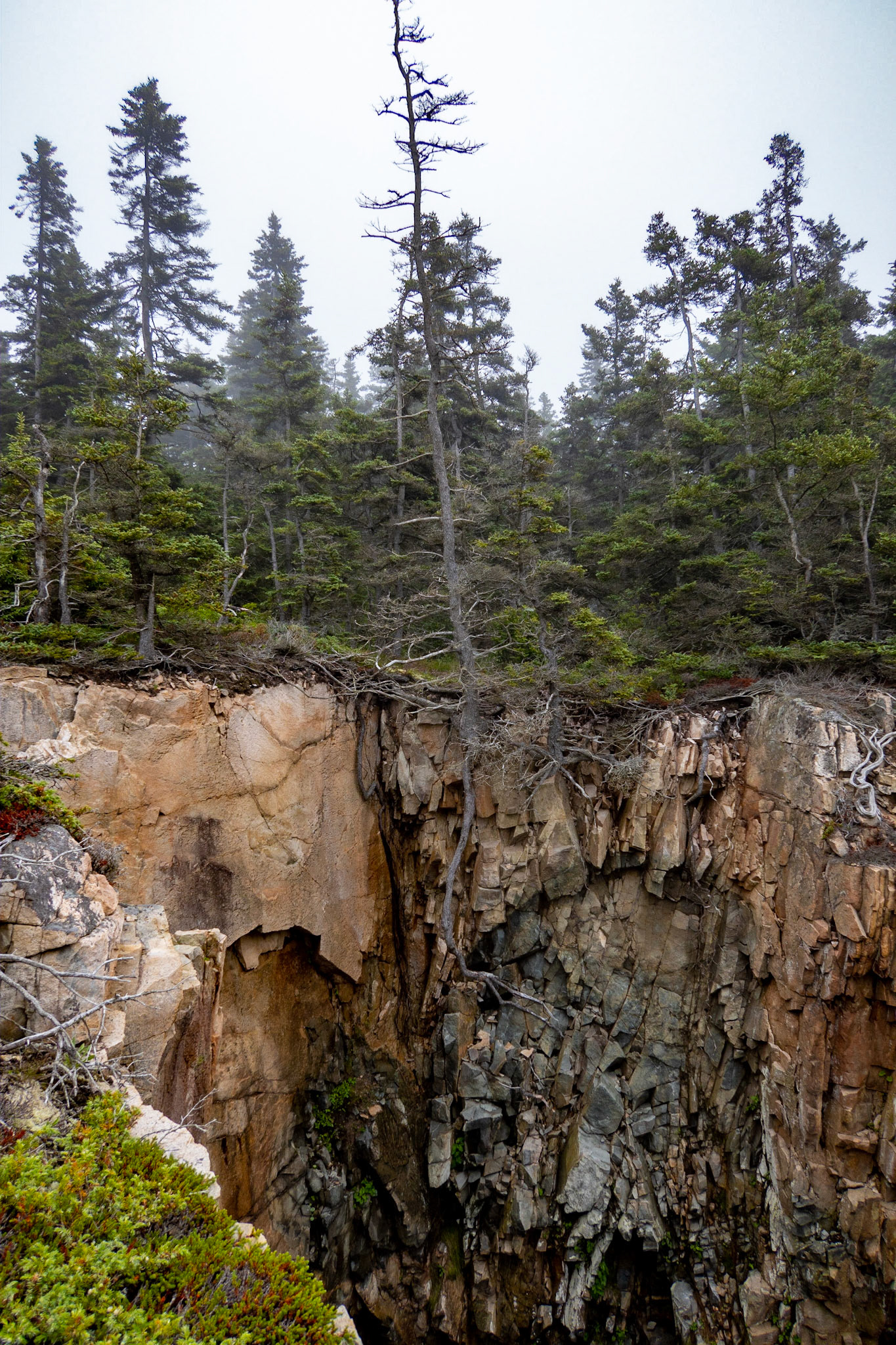 Schoodic Raven's Nest Trail, tree roots down the cliff