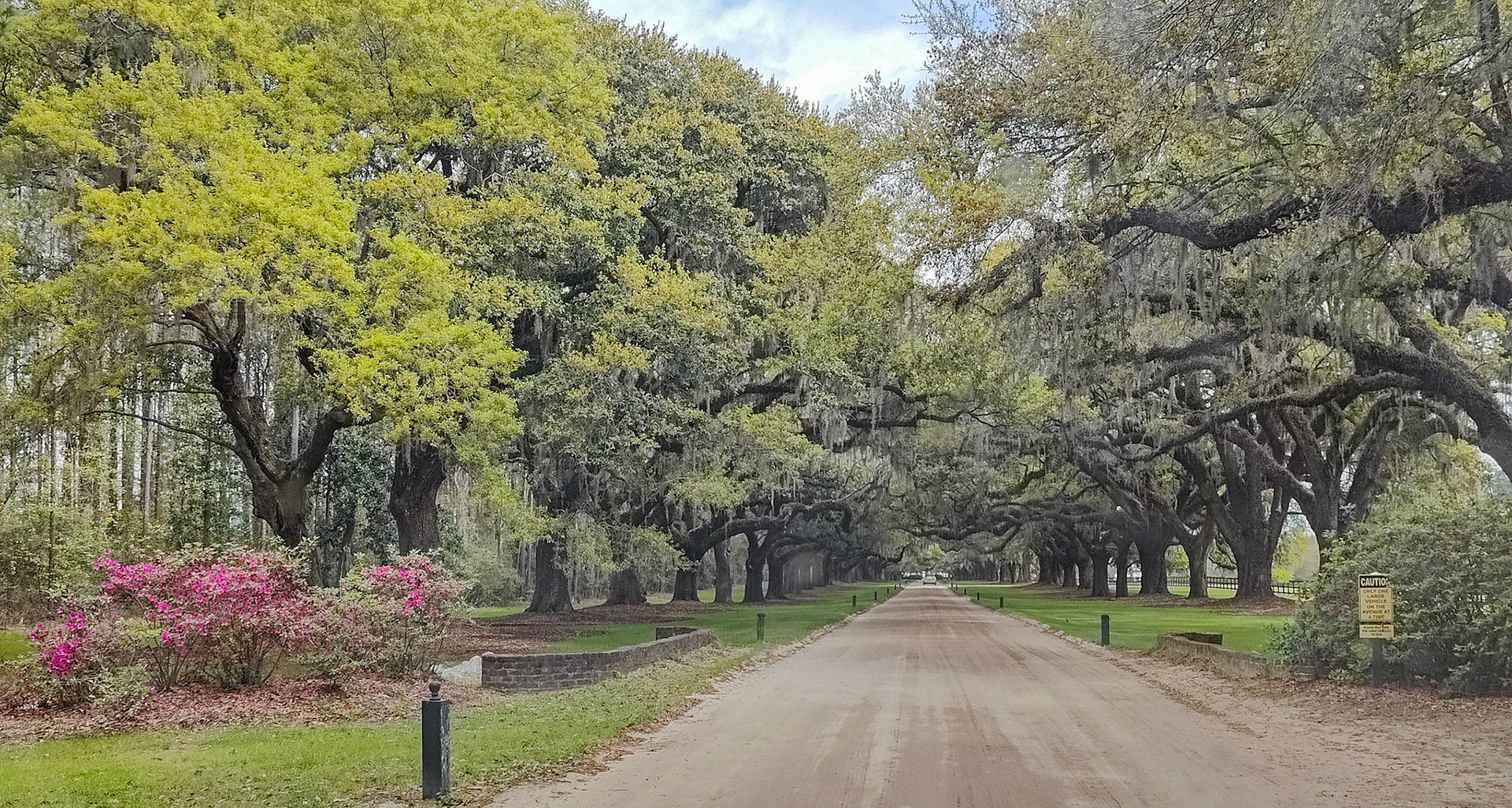 Avenue of Oaks