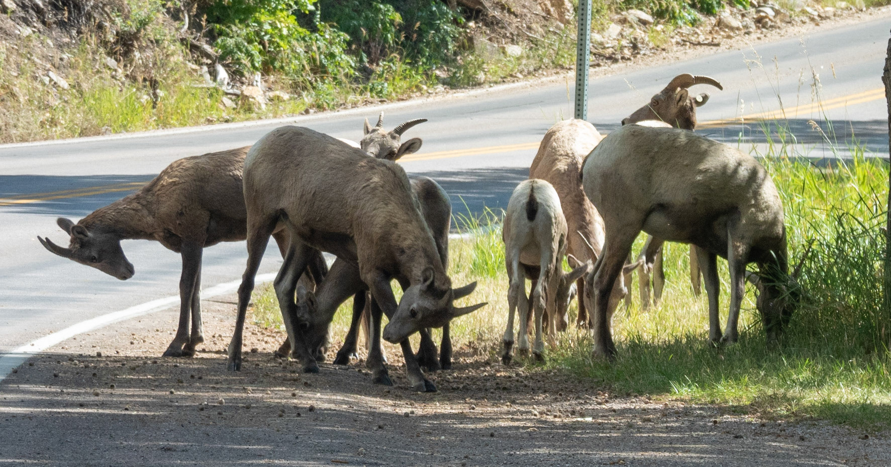 Bighorn Sheep