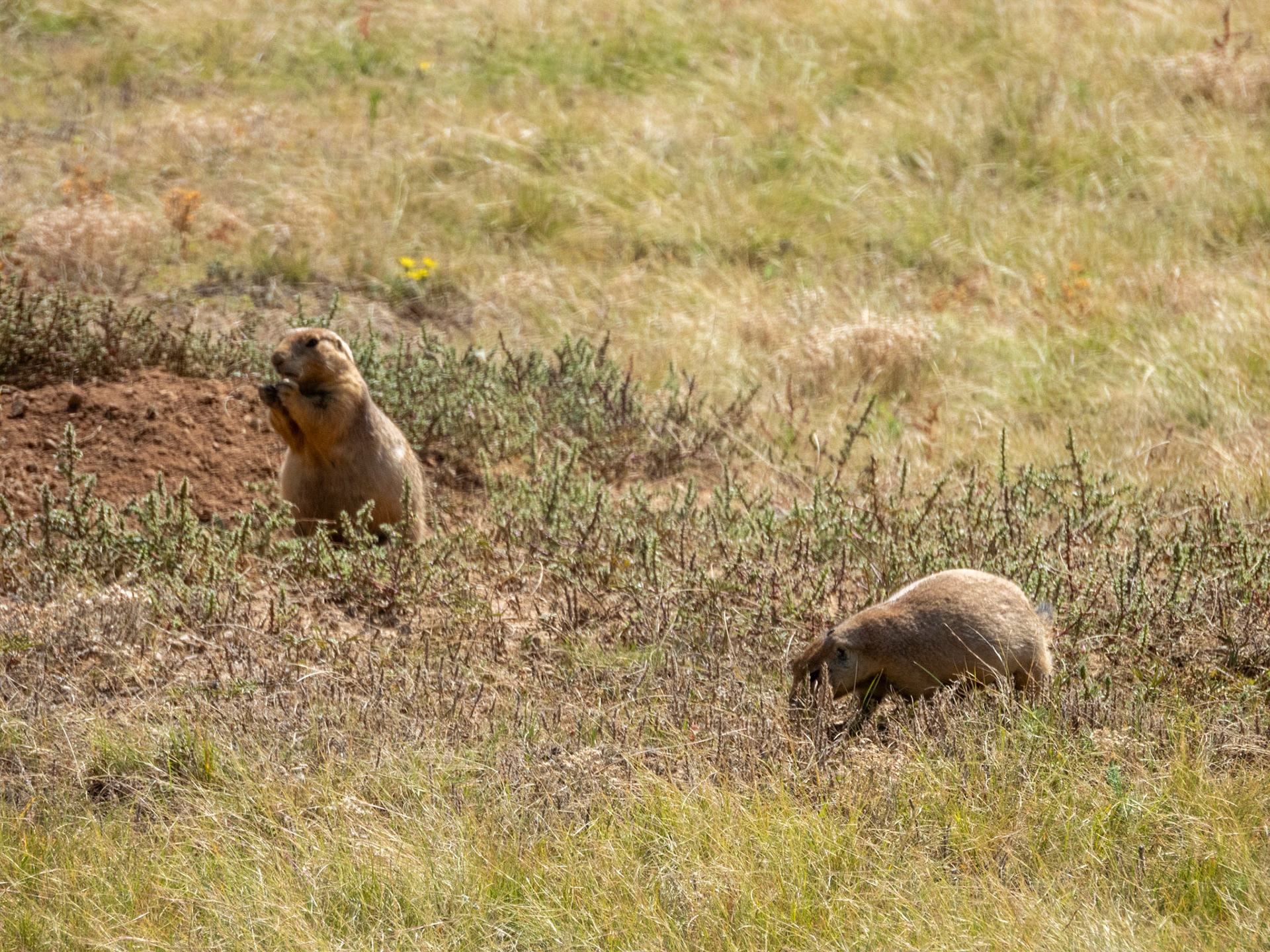 Prairie Dogs