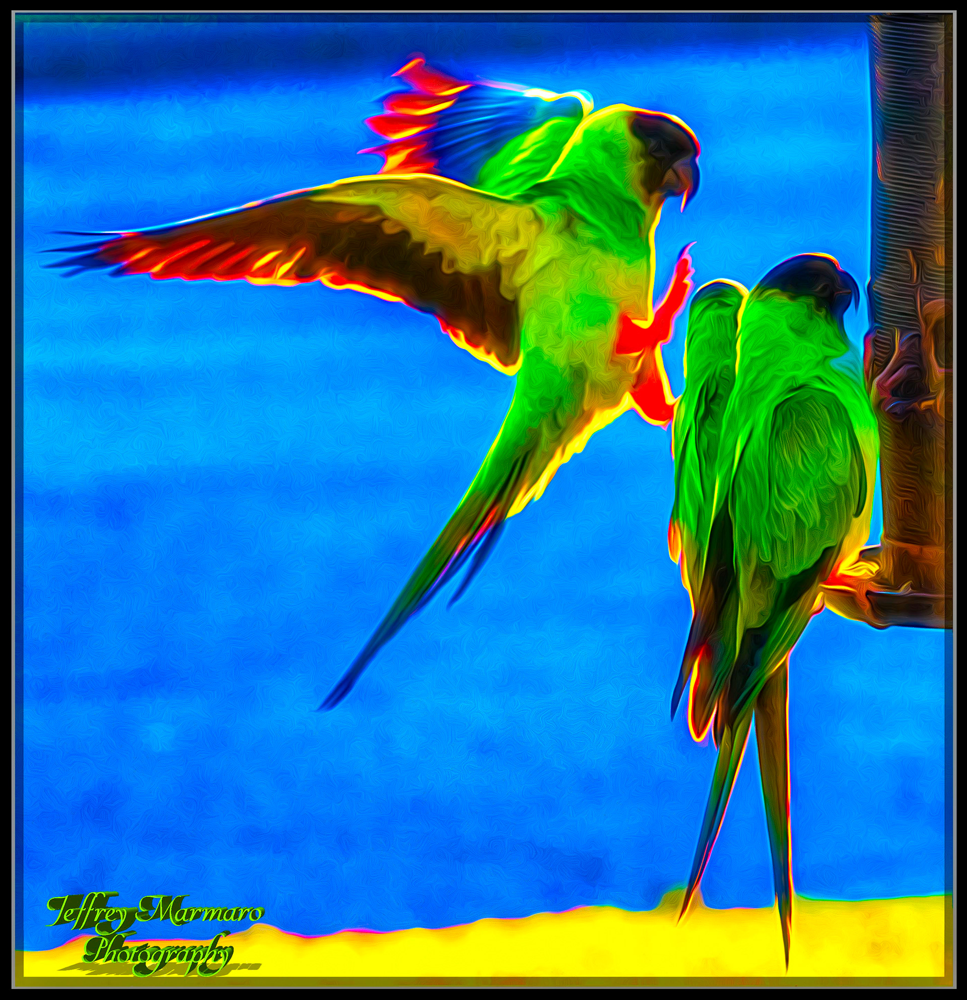 Nanday Conures at the bird feeder.