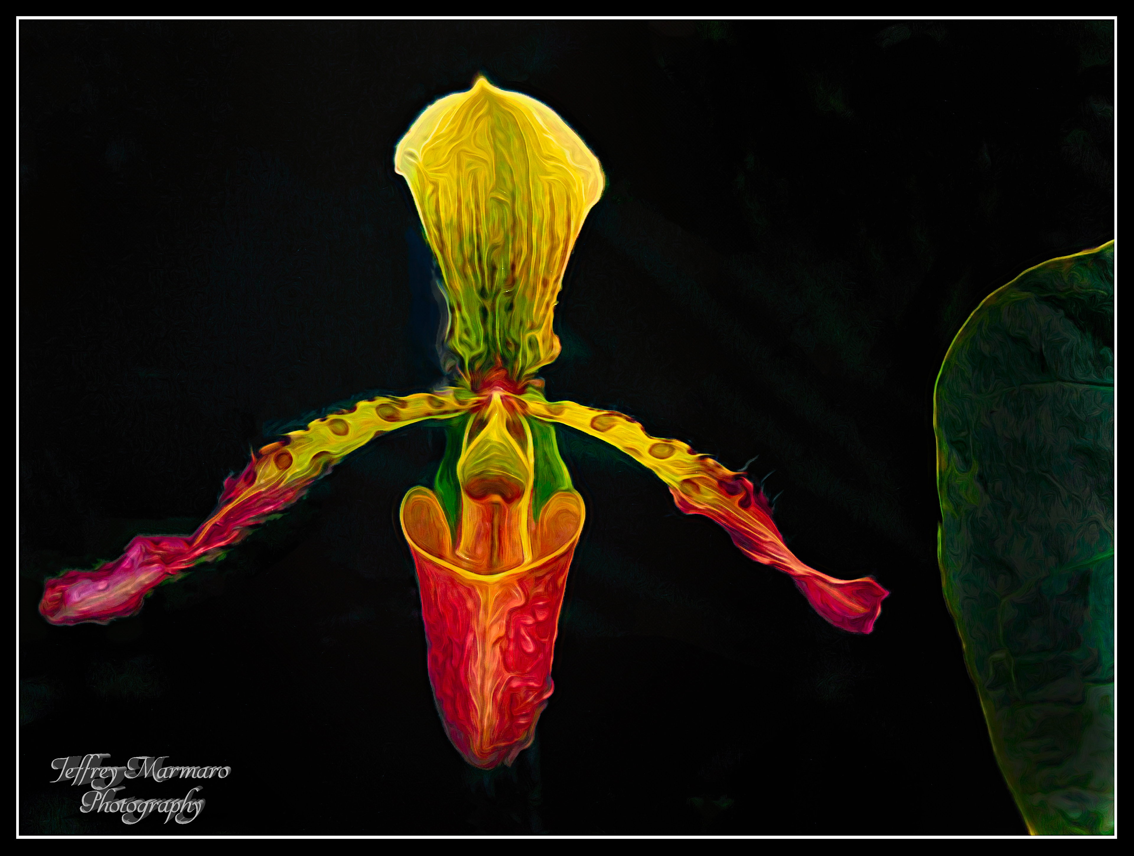 Hyperneon Slipper Orchid