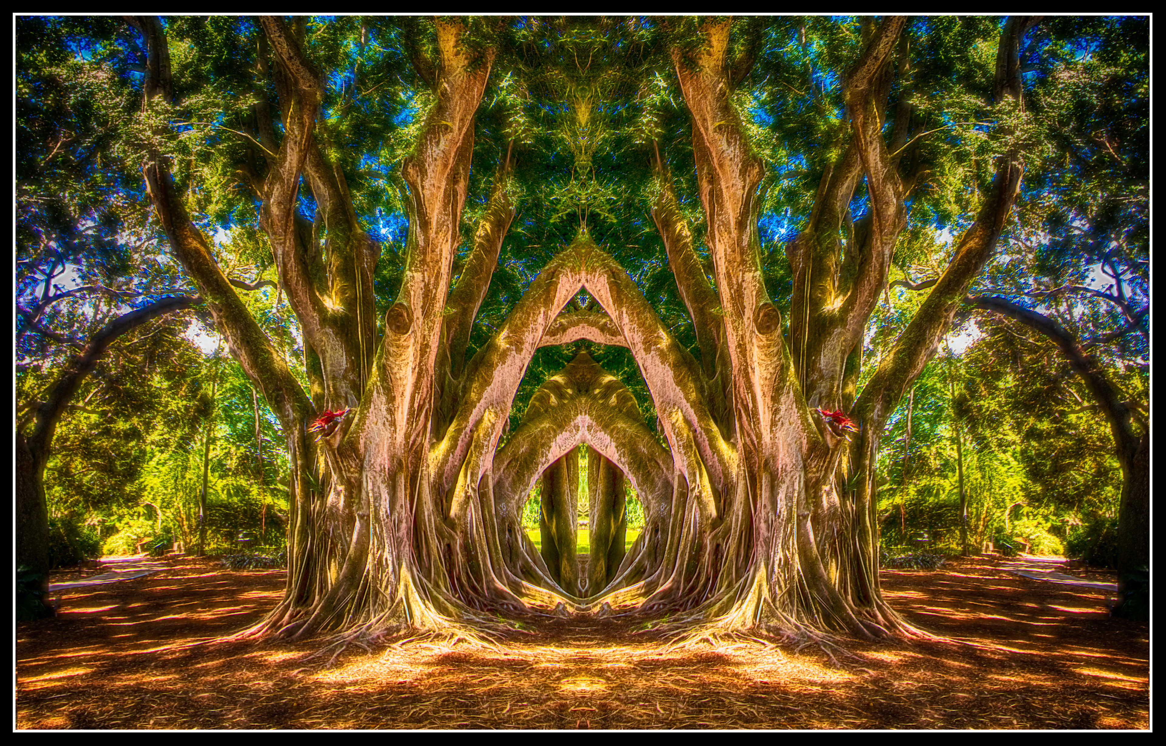 Aragog's Arbor
