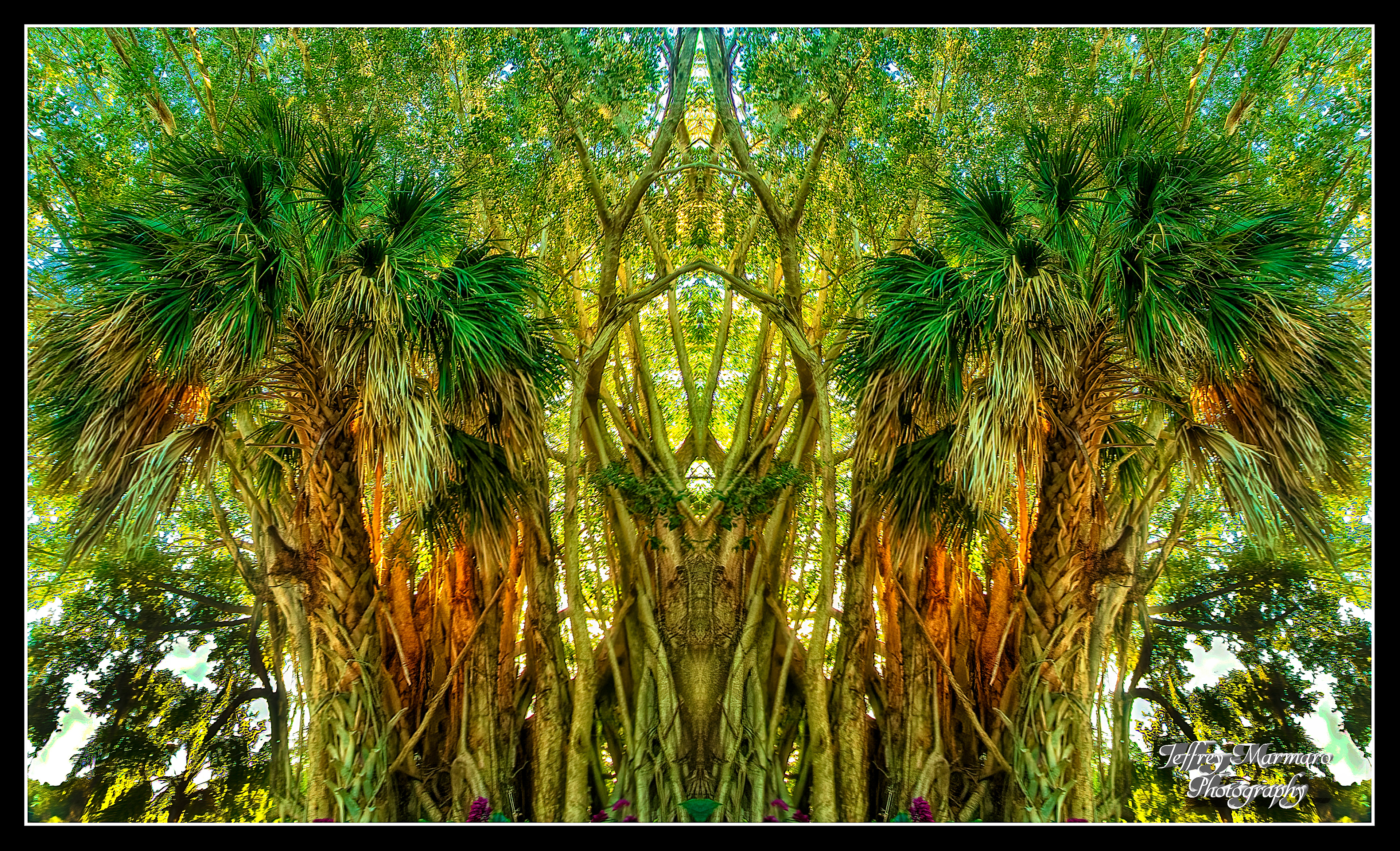 Osceola's Arbor