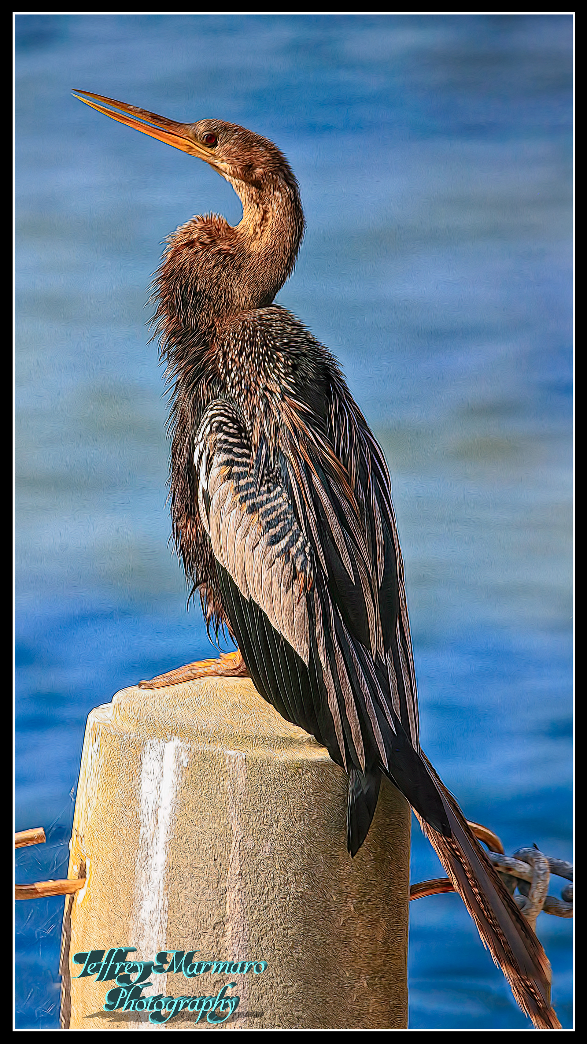 Anhinga Drying off in the Sun