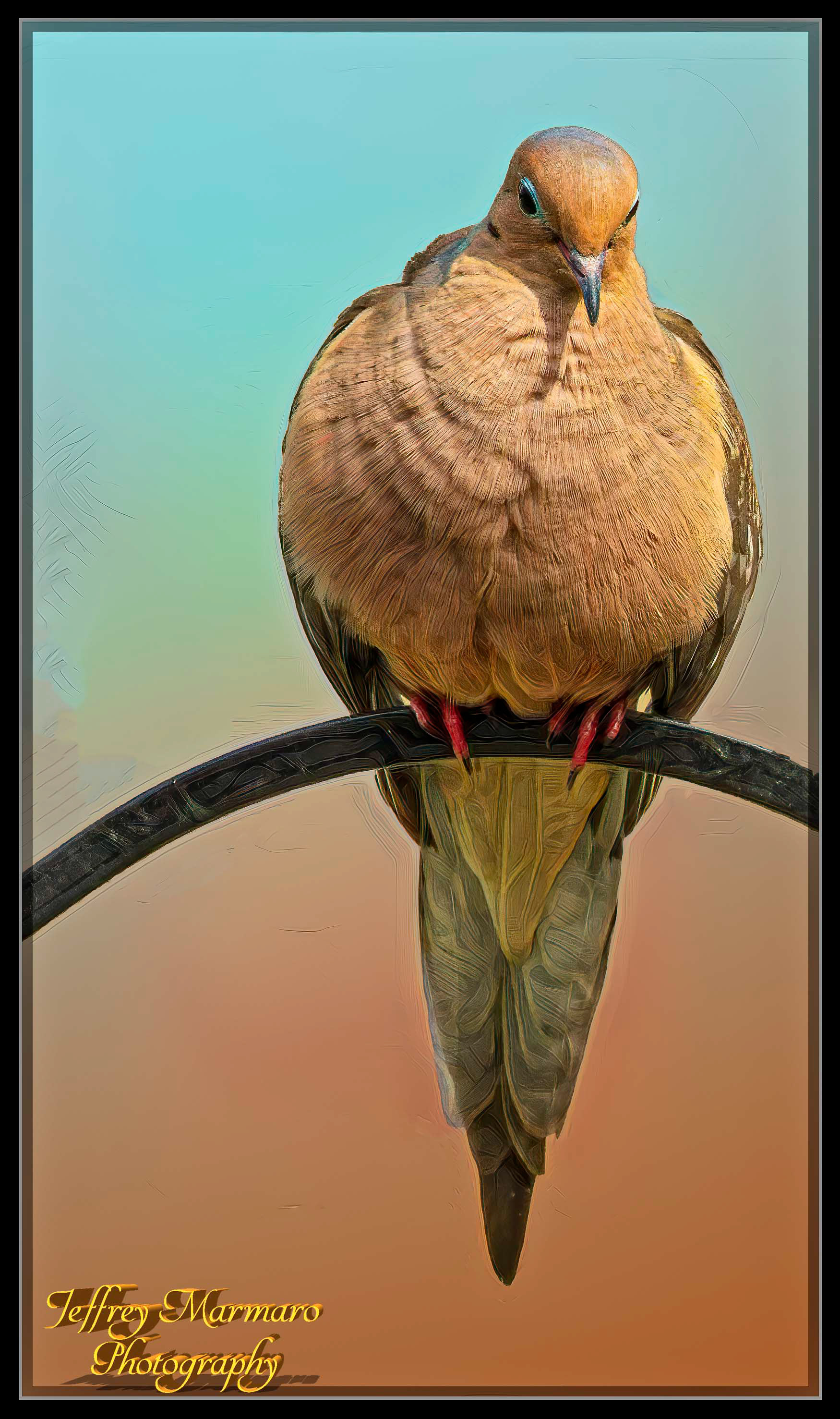 Eurasian Collared Dove