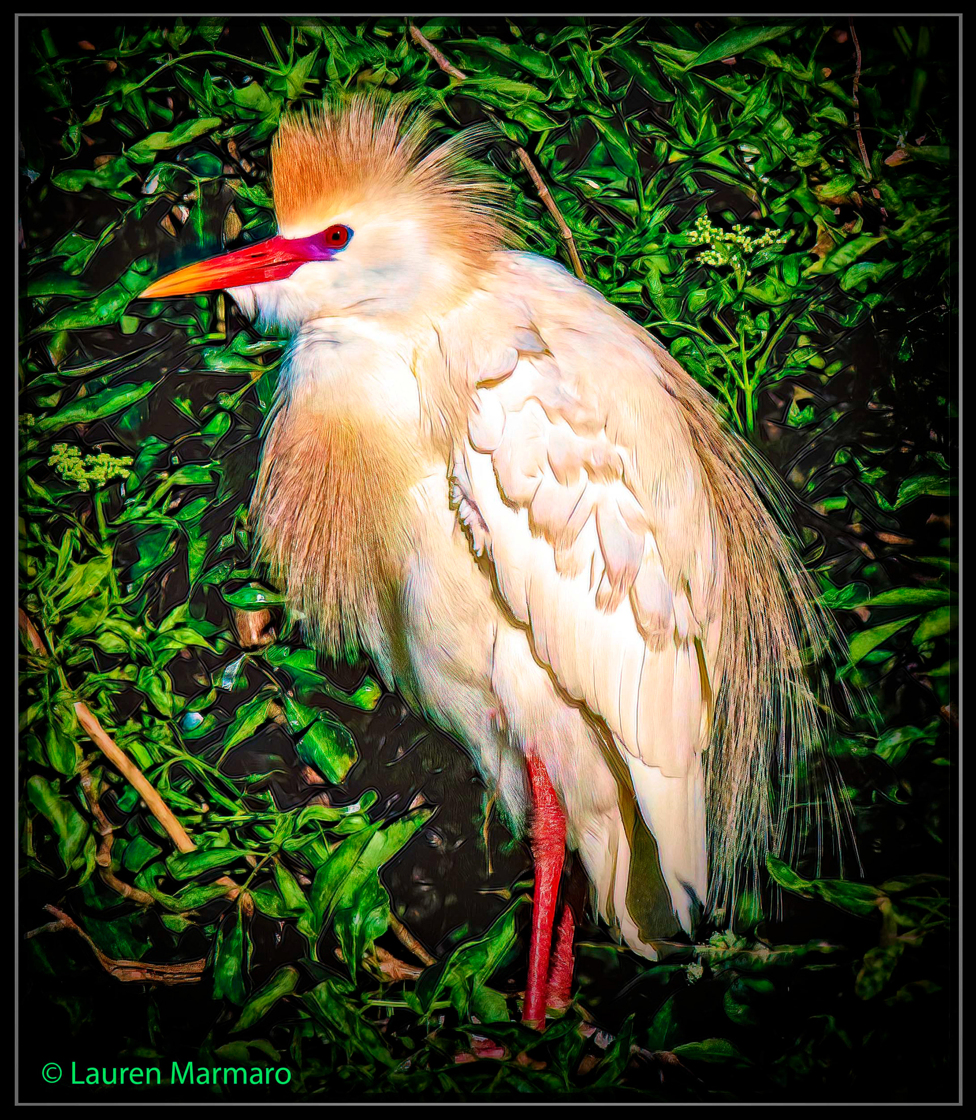 Cattle Egret in Breeding Colors