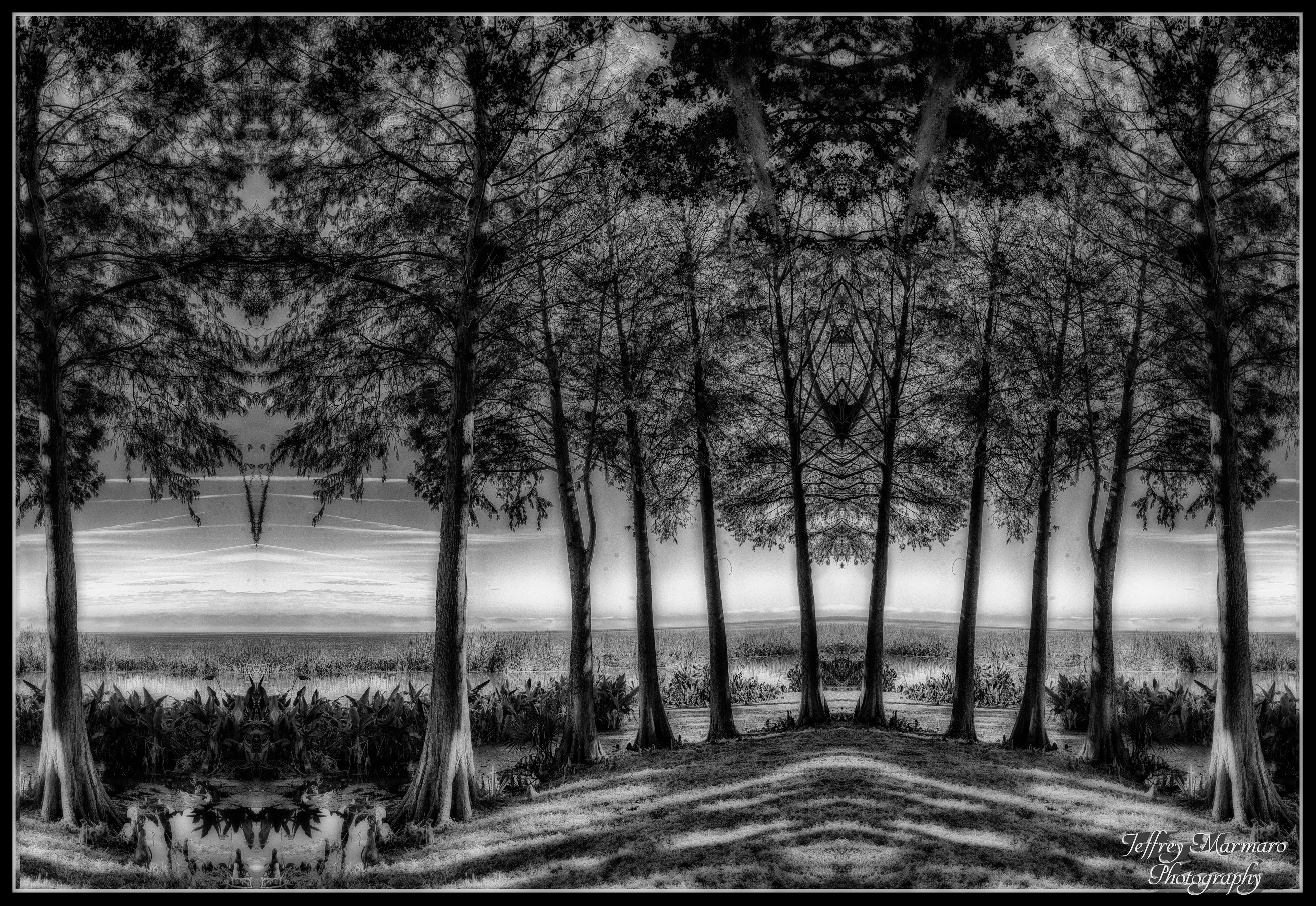 Apopka Copse Monochrome